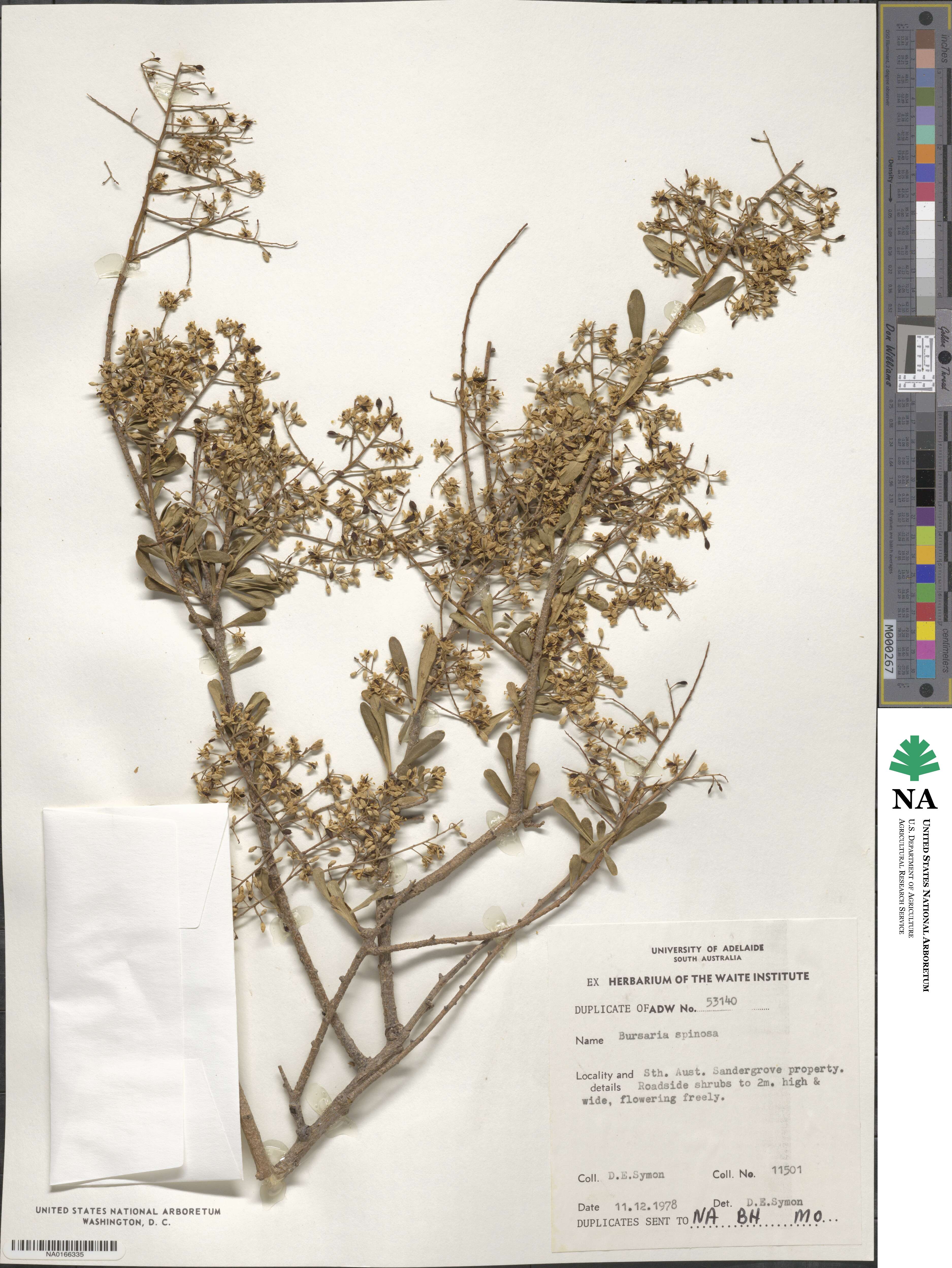 Bursaria spinosa image