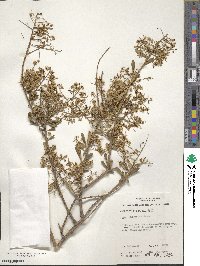 Bursaria spinosa image