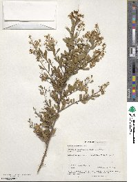 Bursaria spinosa image