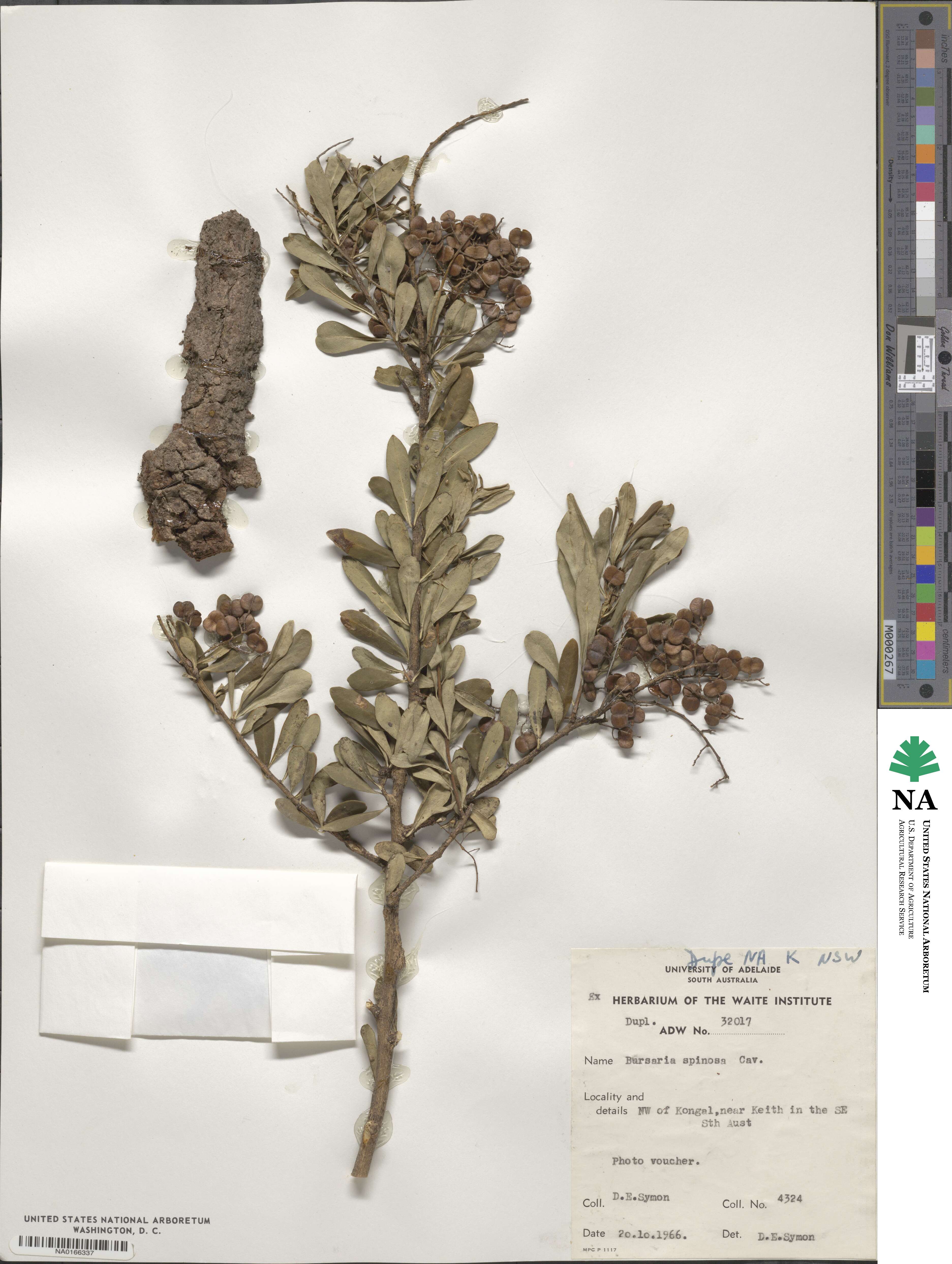 Bursaria spinosa image