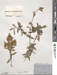 Bursaria spinosa image