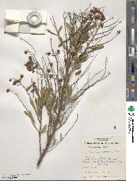 Bursaria spinosa image