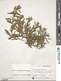 Billardiera heterophylla image