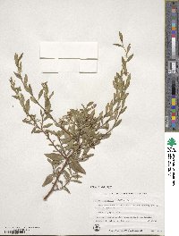 Billardiera heterophylla image