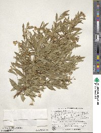 Billardiera heterophylla image