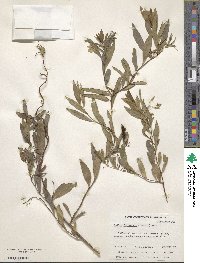 Billardiera heterophylla image