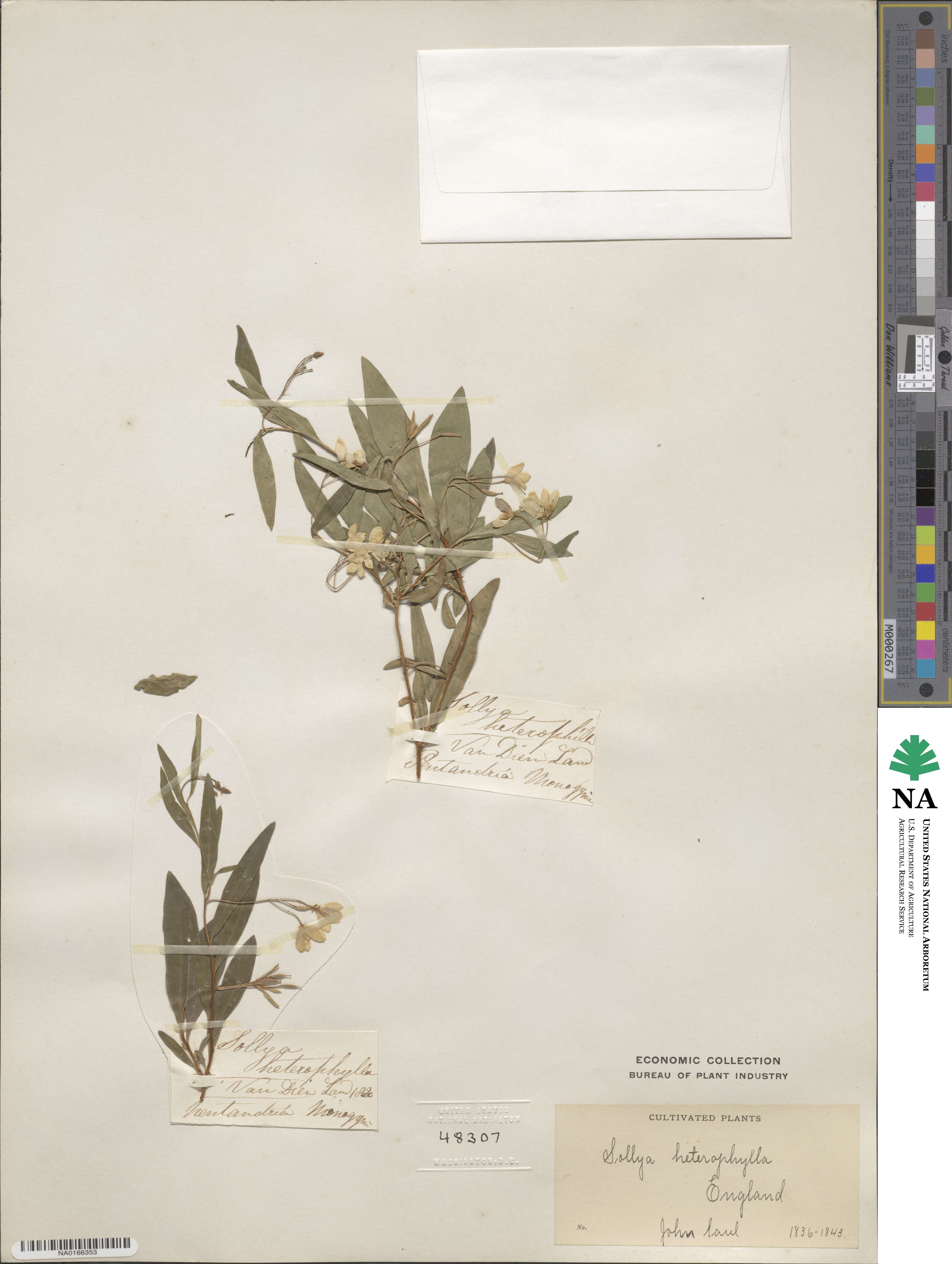 Billardiera heterophylla image
