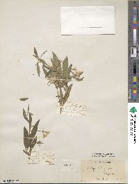 Billardiera heterophylla image