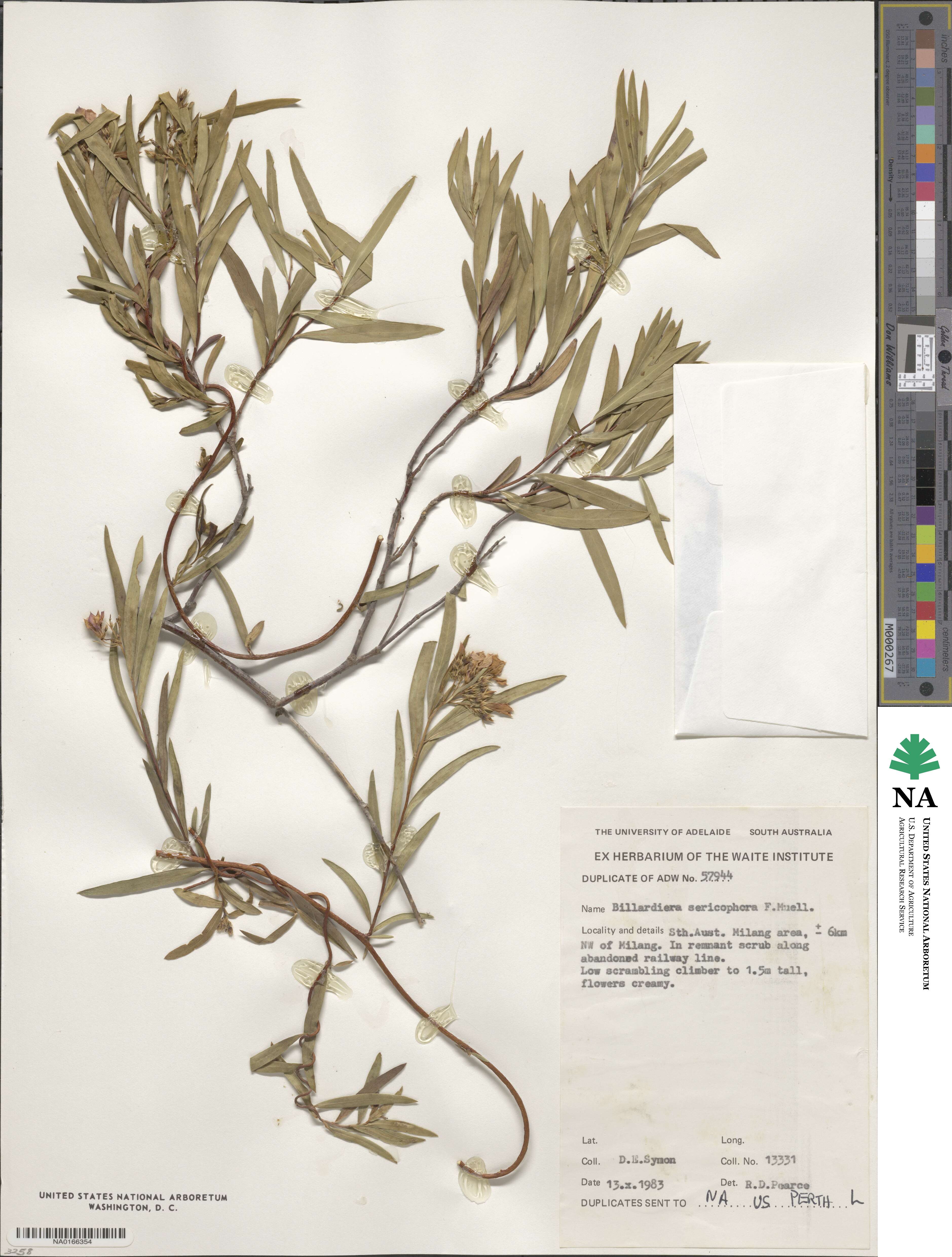 Billardiera sericophora image