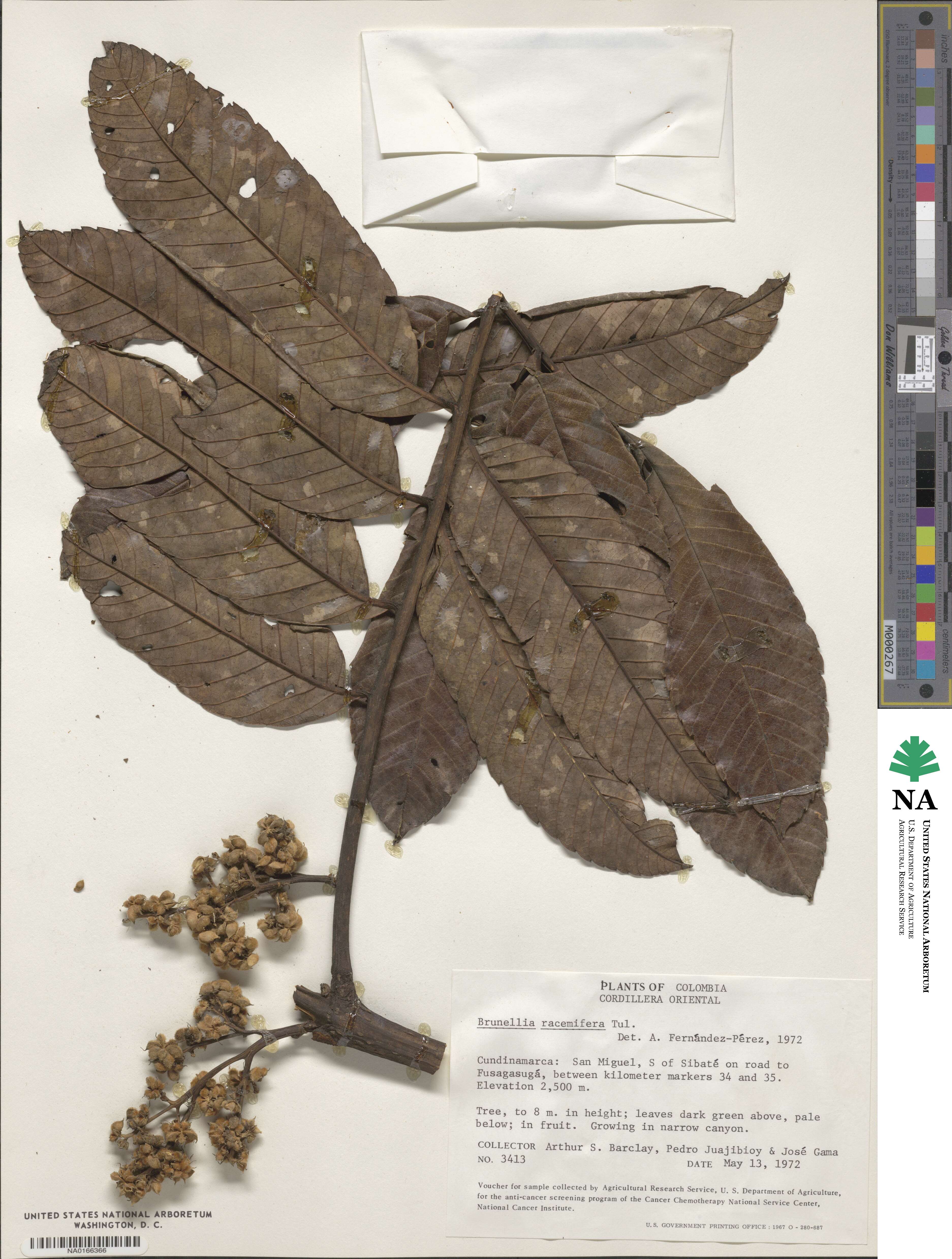 Brunellia image
