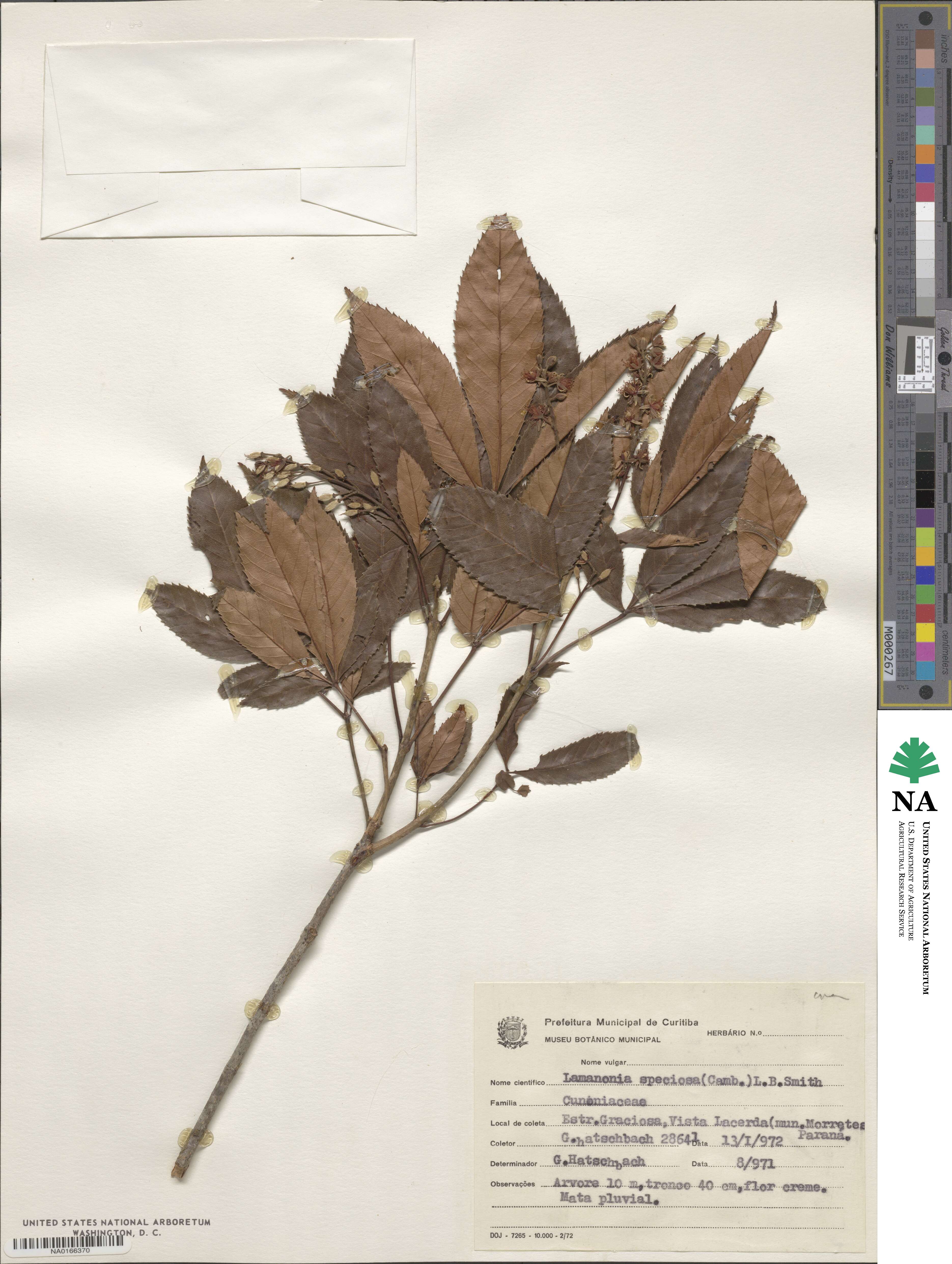 Belangera speciosa image