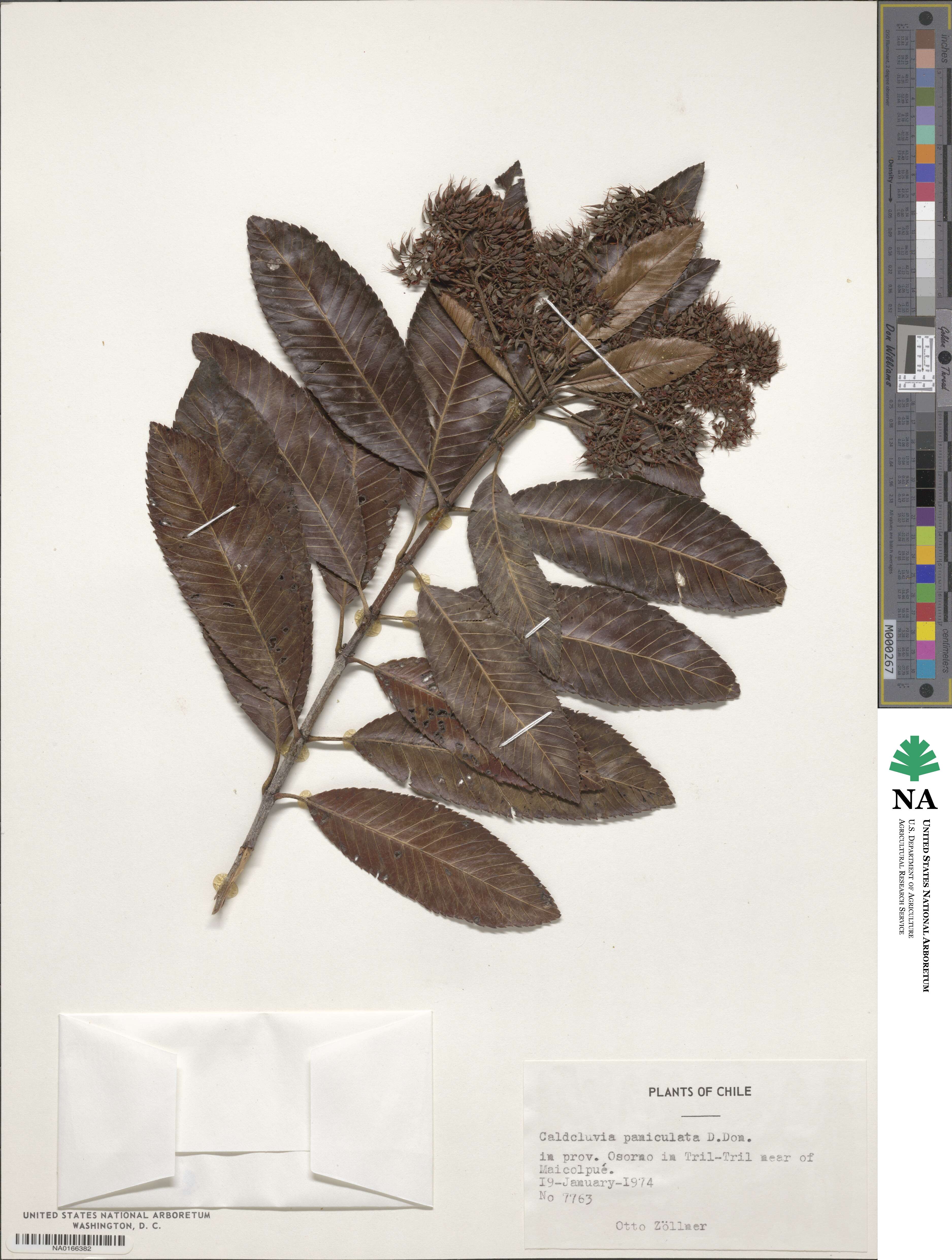 Caldcluvia paniculata image