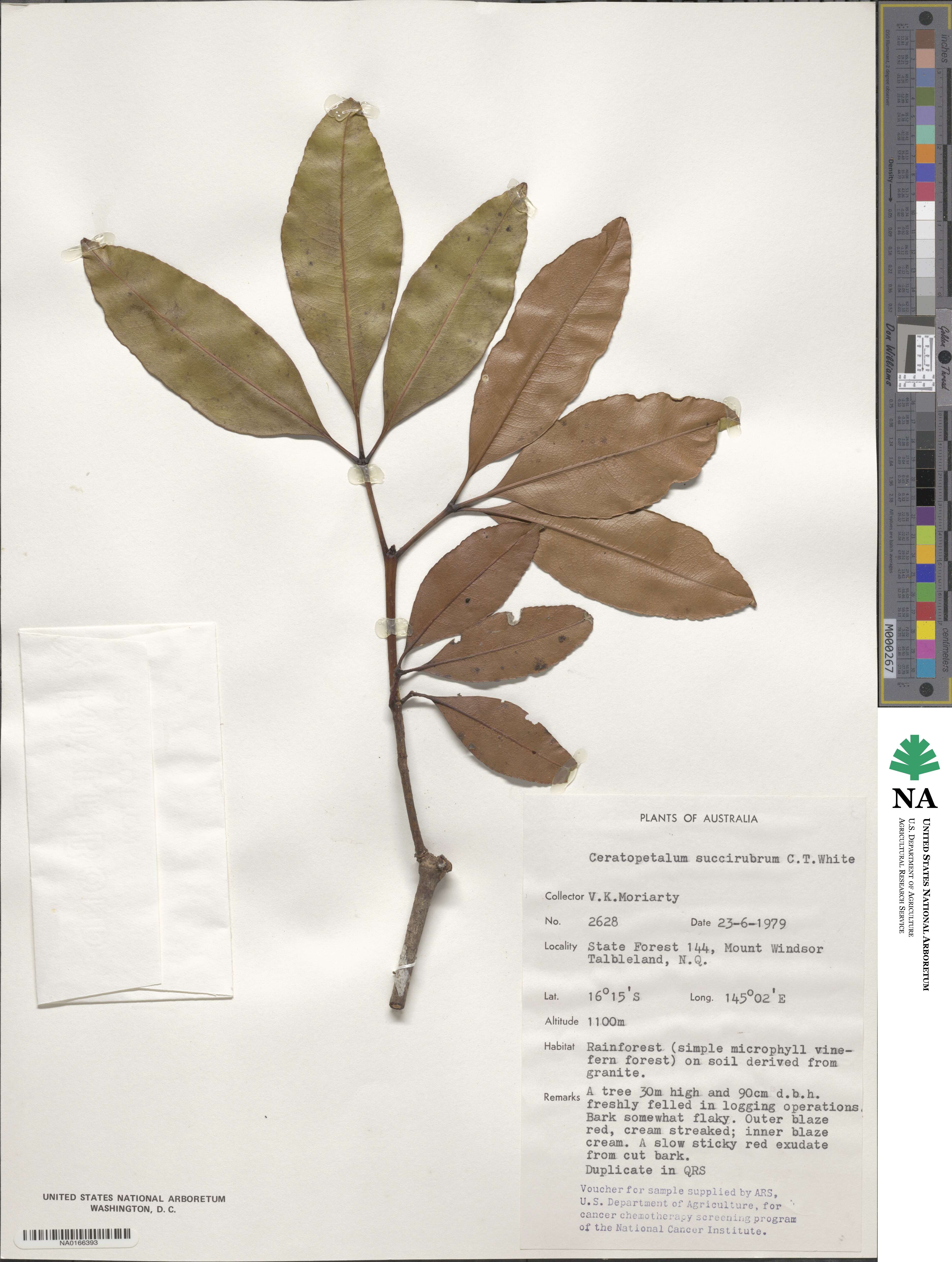 Ceratopetalum tetrapterum image