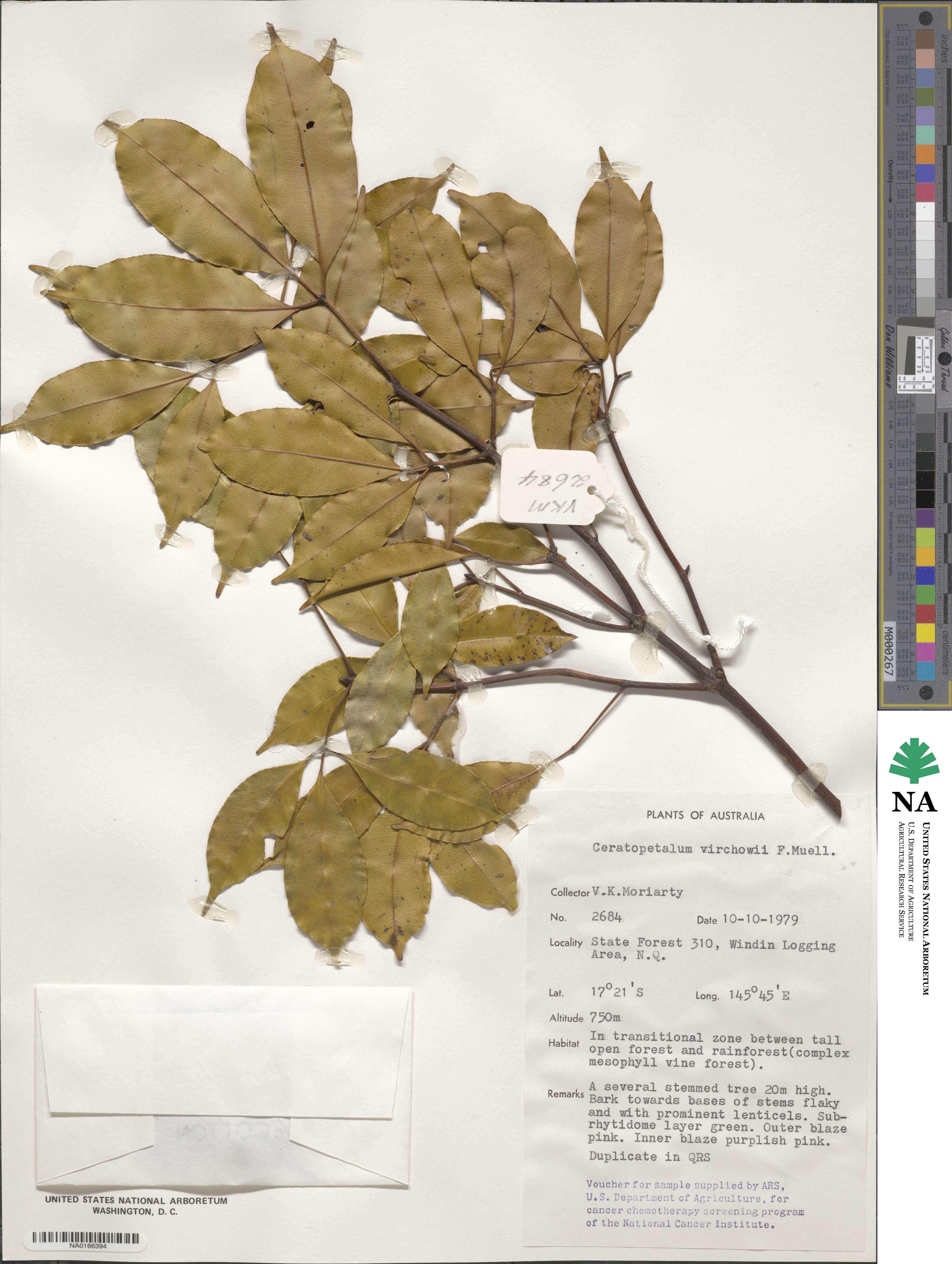 Ceratopetalum virchowii image