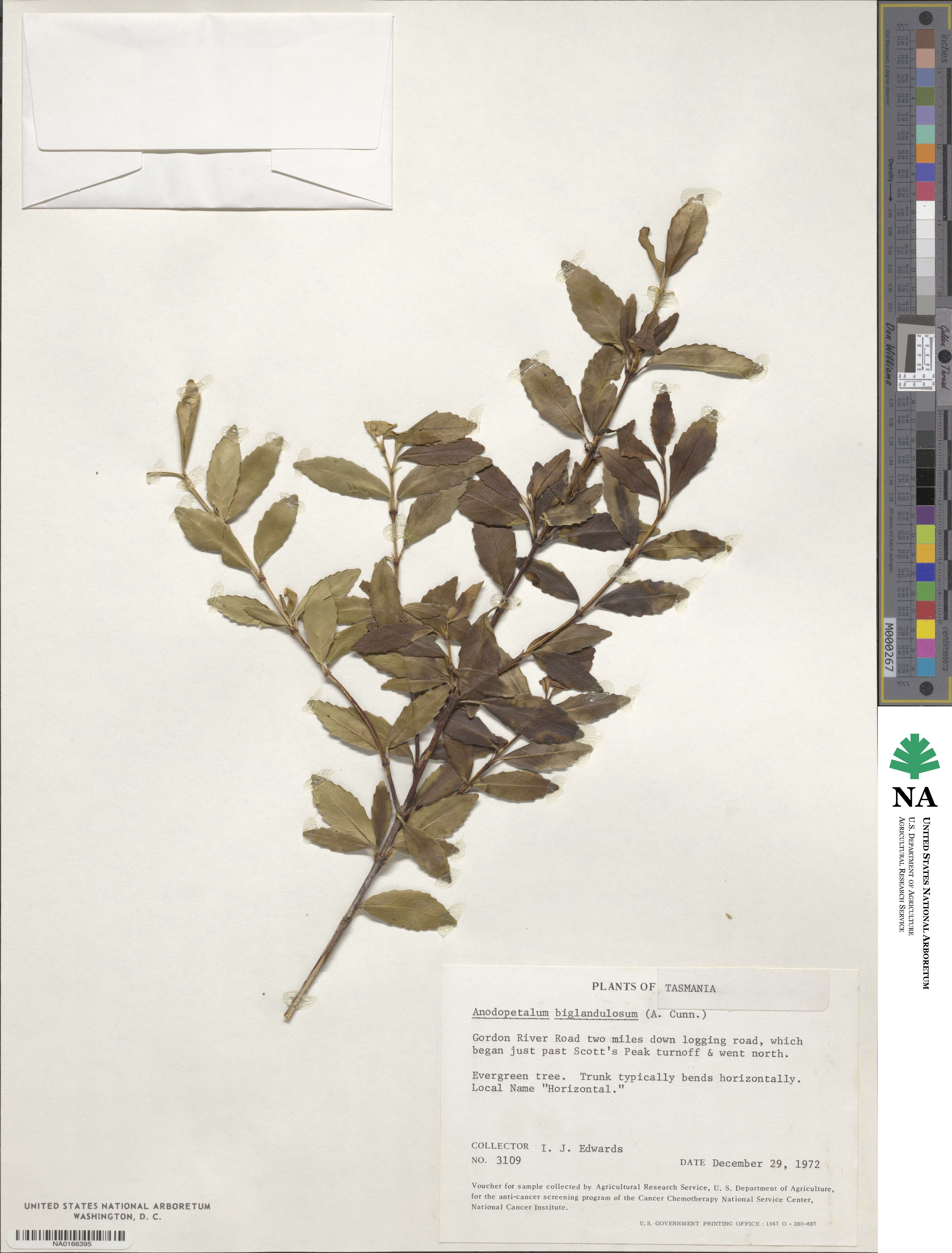 Anodopetalum biglandulosum image