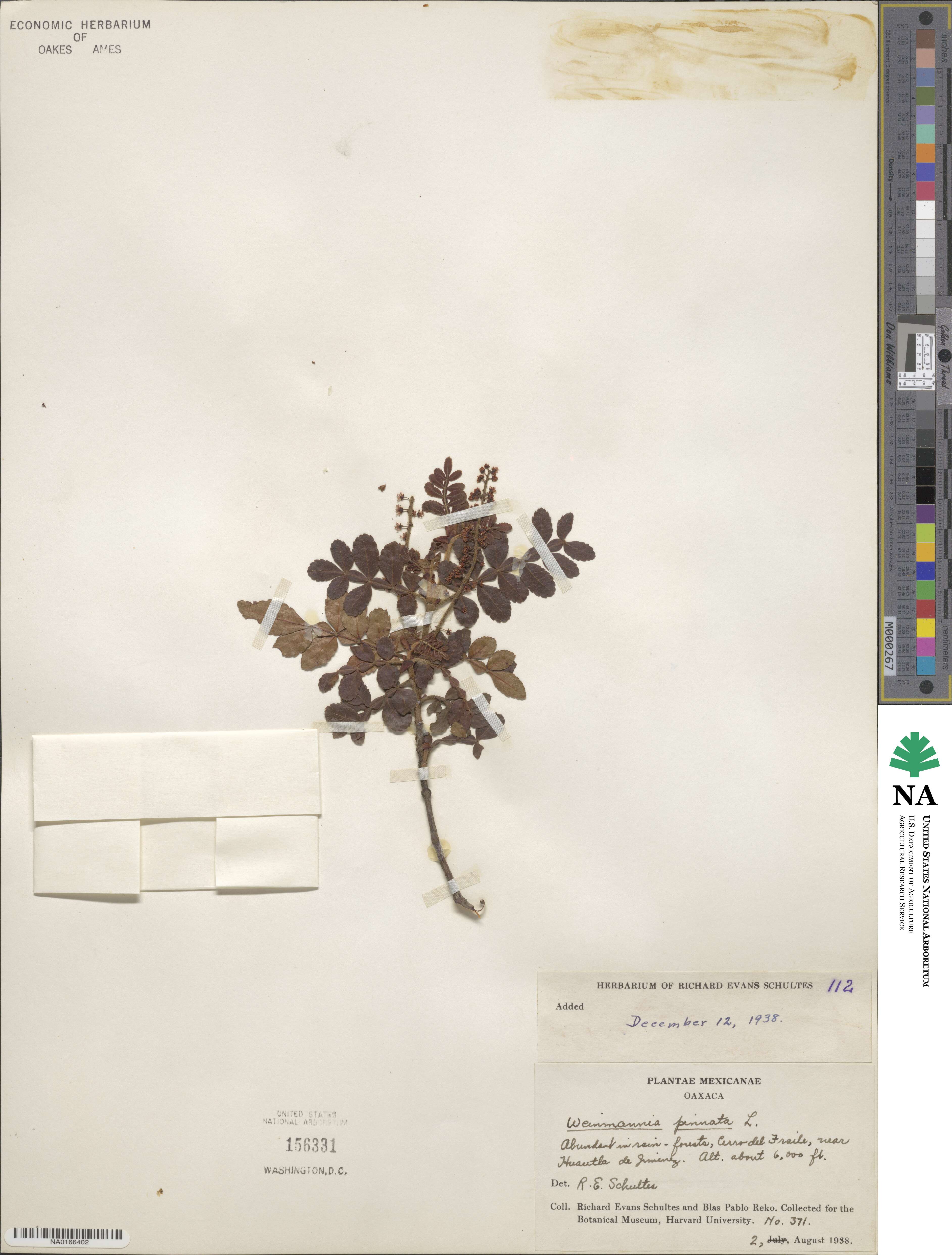 Weinmannia pinnata image