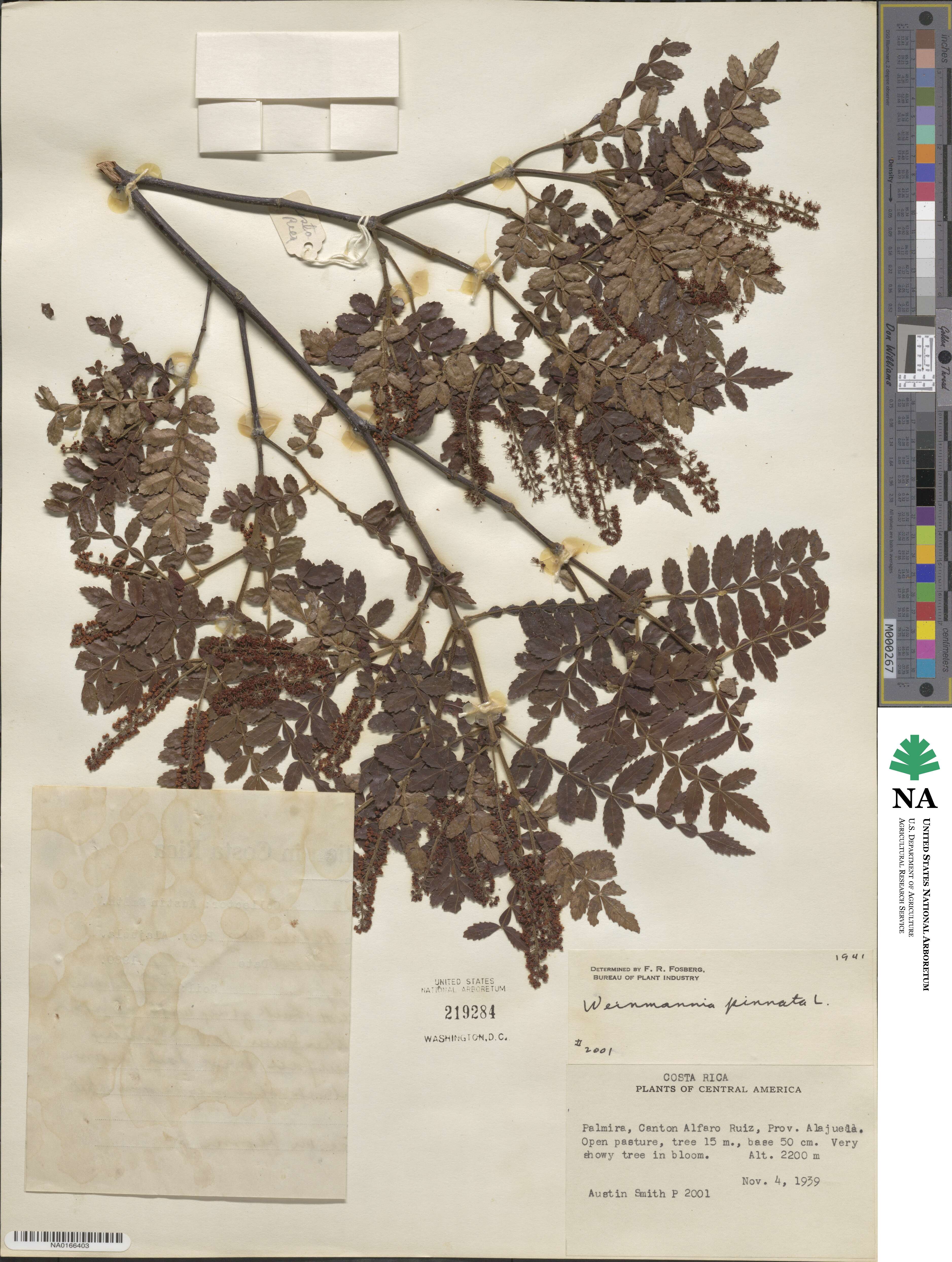 Weinmannia pinnata image