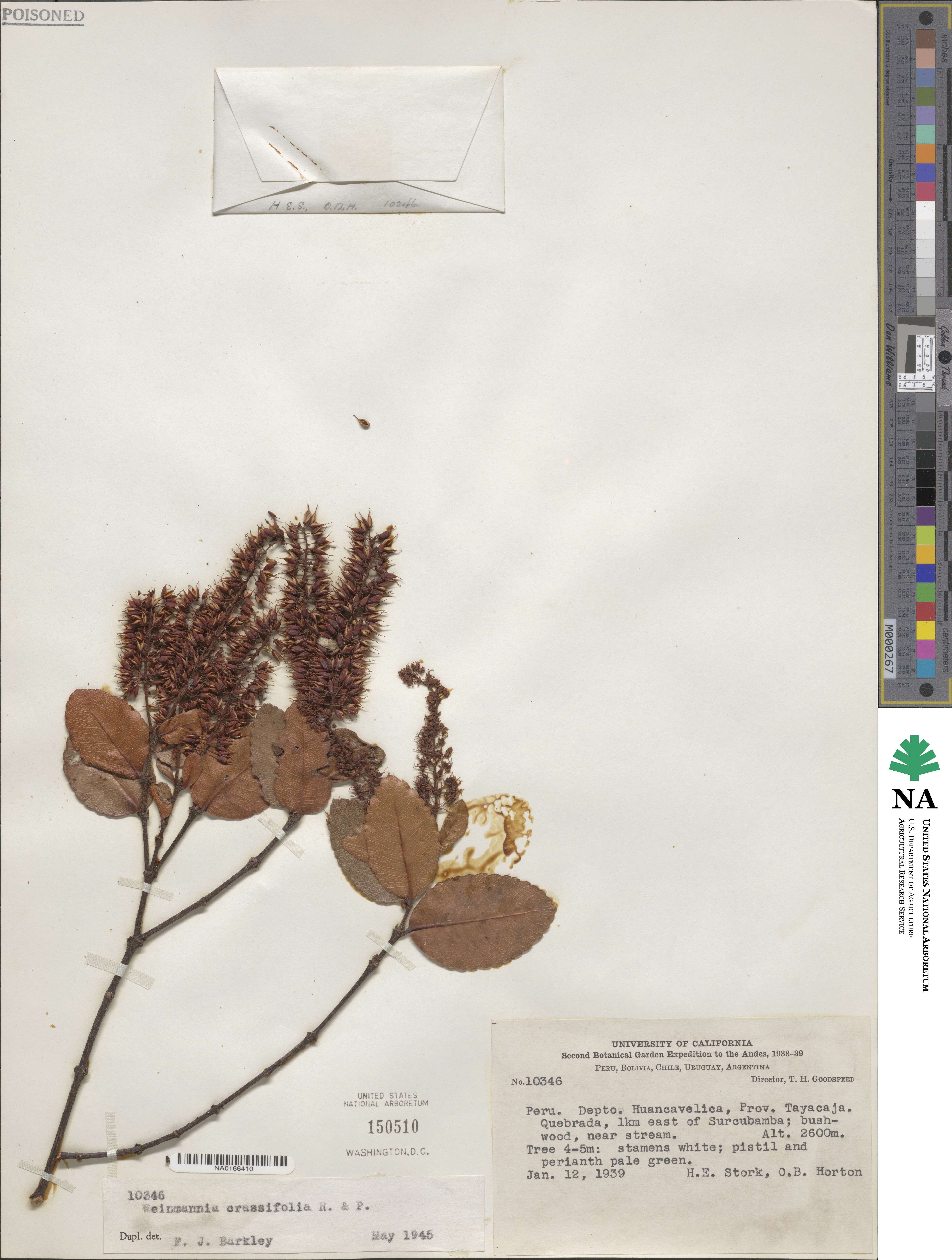 Weinmannia crassifolia image