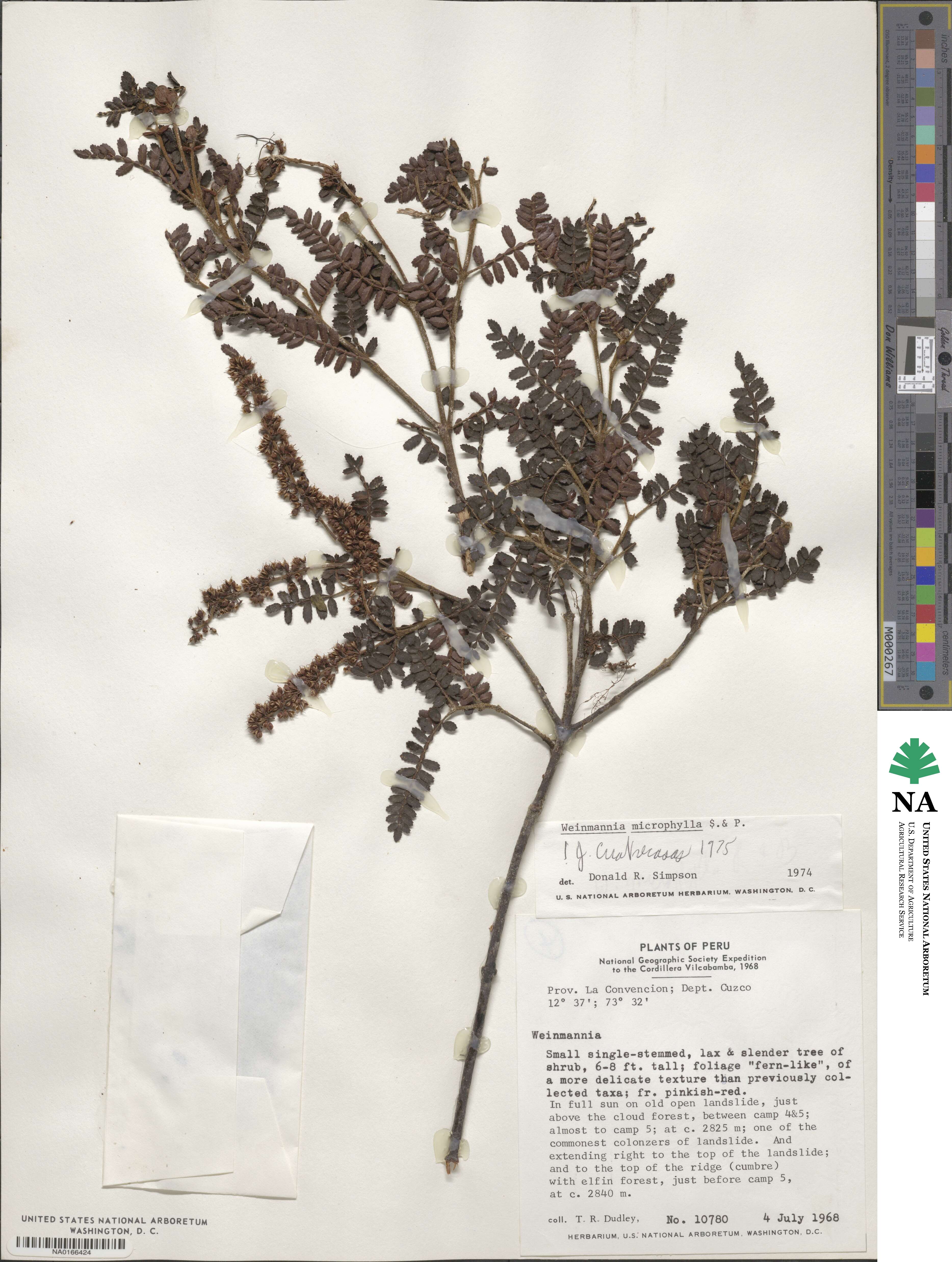 Weinmannia microphylla image