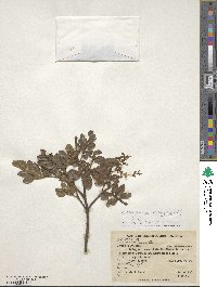 Image of Weinmannia multijuga