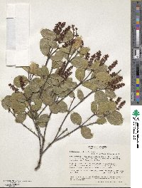 Image of Weinmannia karsteniana