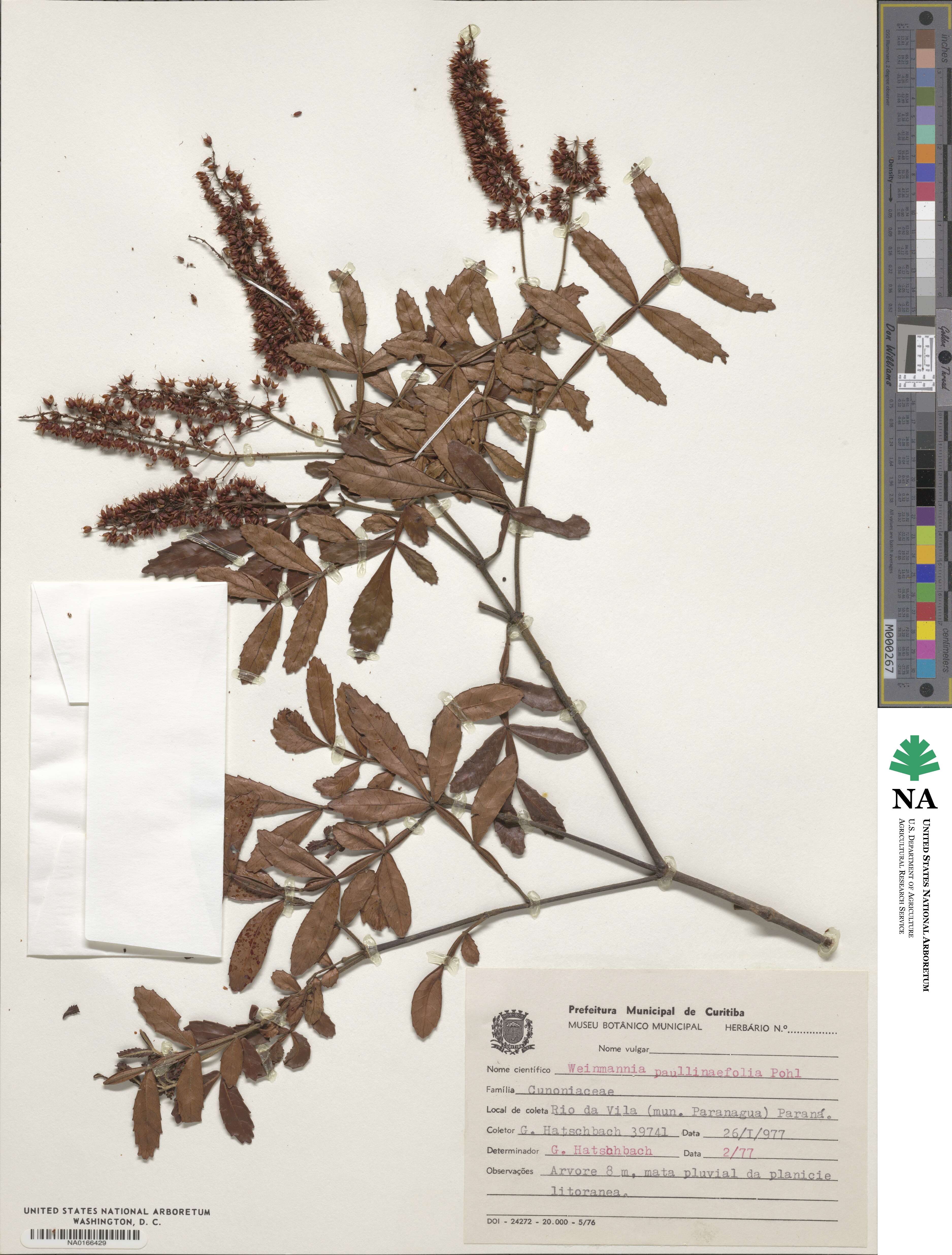 Weinmannia paulliniifolia image