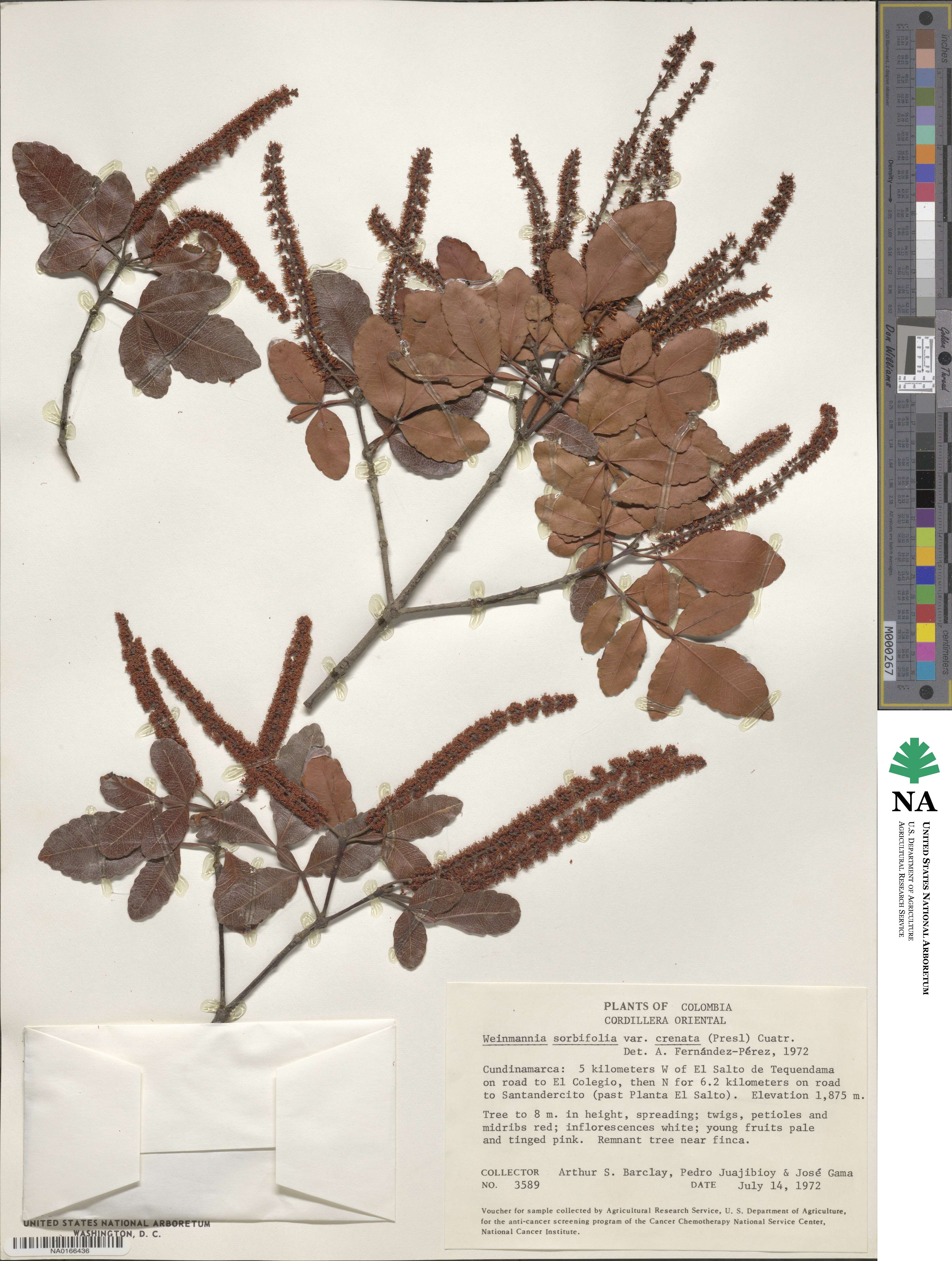 Weinmannia sorbifolia image