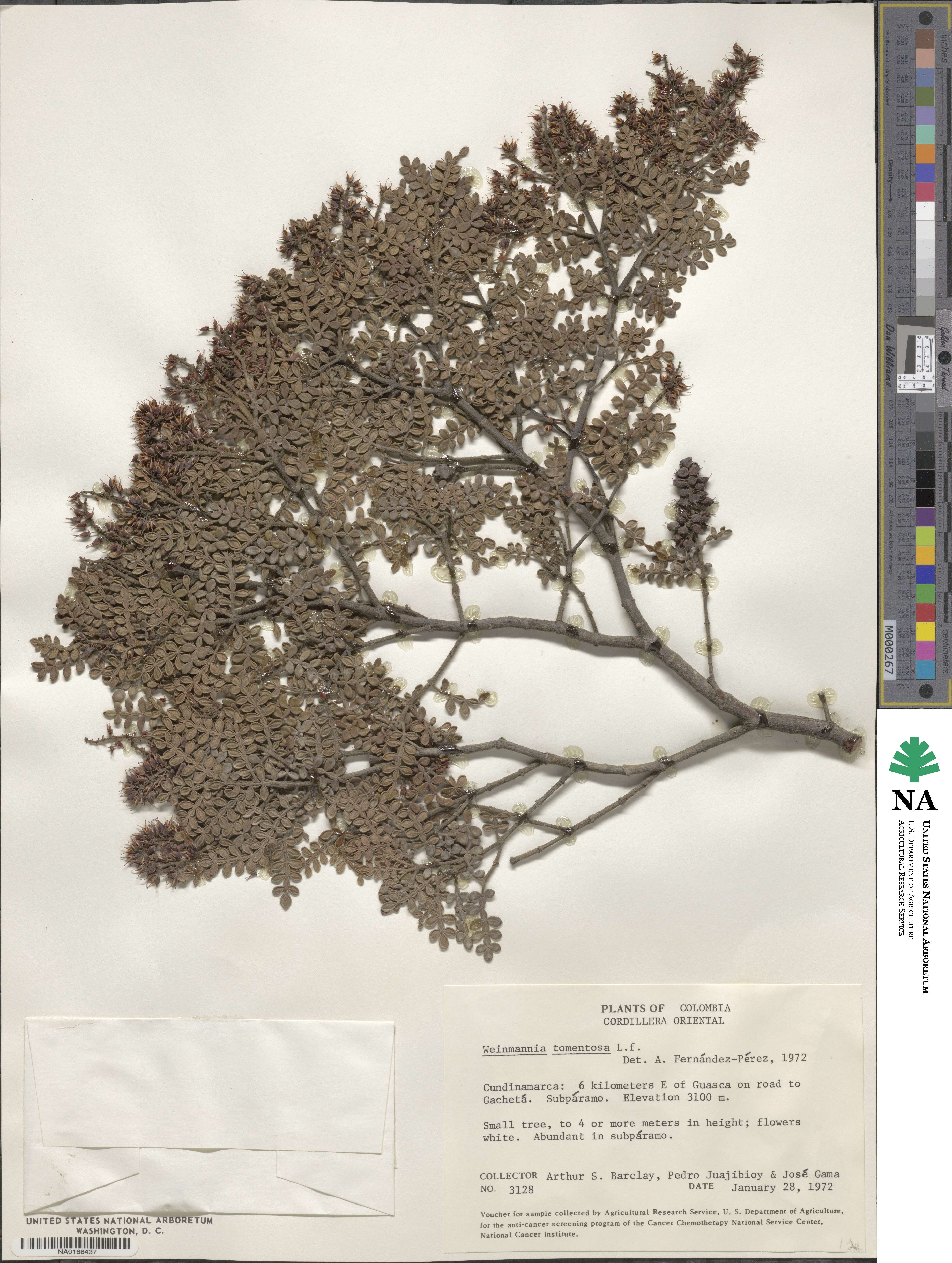 Weinmannia tomentosa image