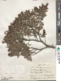 Image of Weinmannia tomentosa