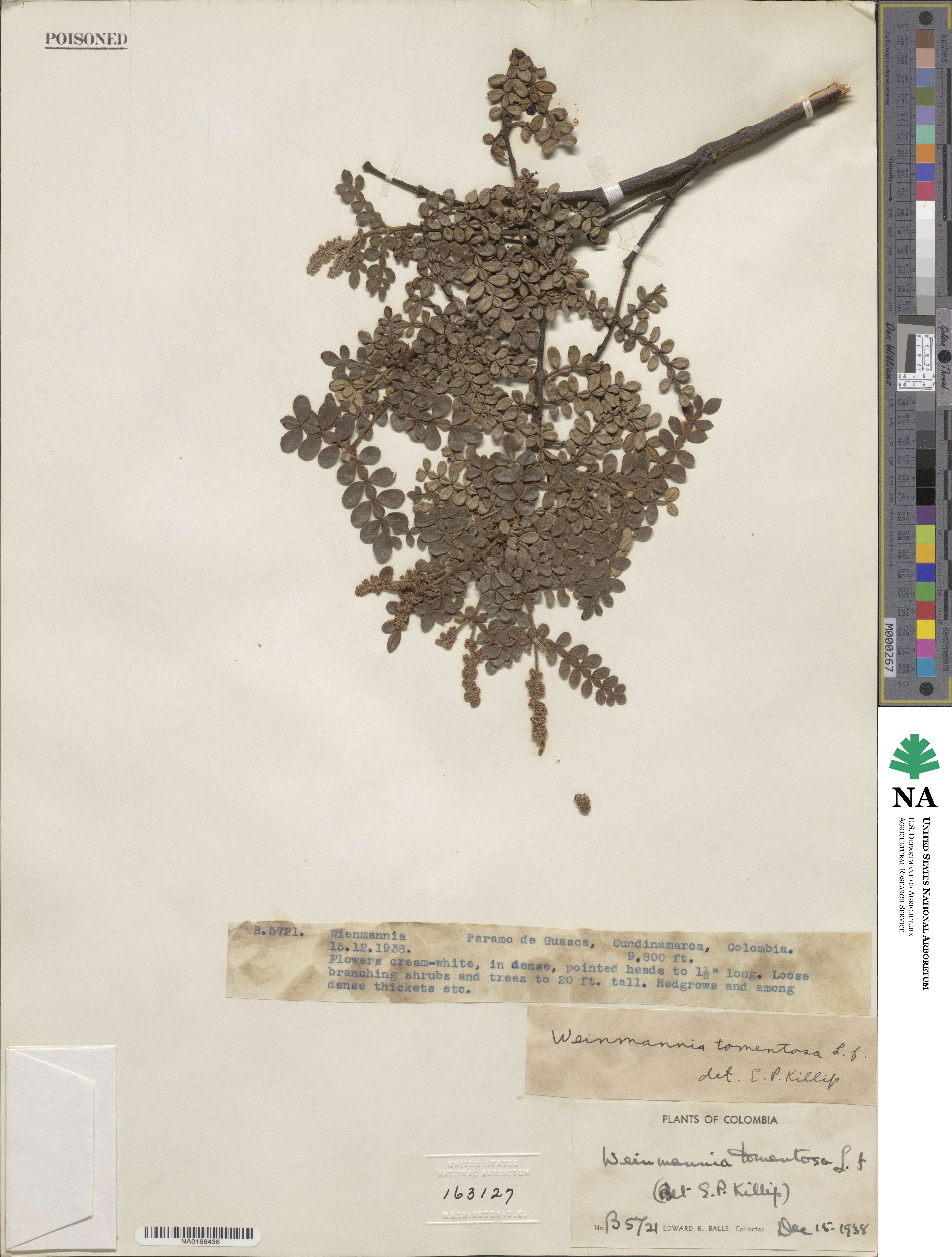 Weinmannia tomentosa image