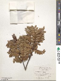 Weinmannia trichosperma image