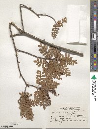 Weinmannia trichosperma image