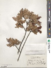 Weinmannia trichosperma image
