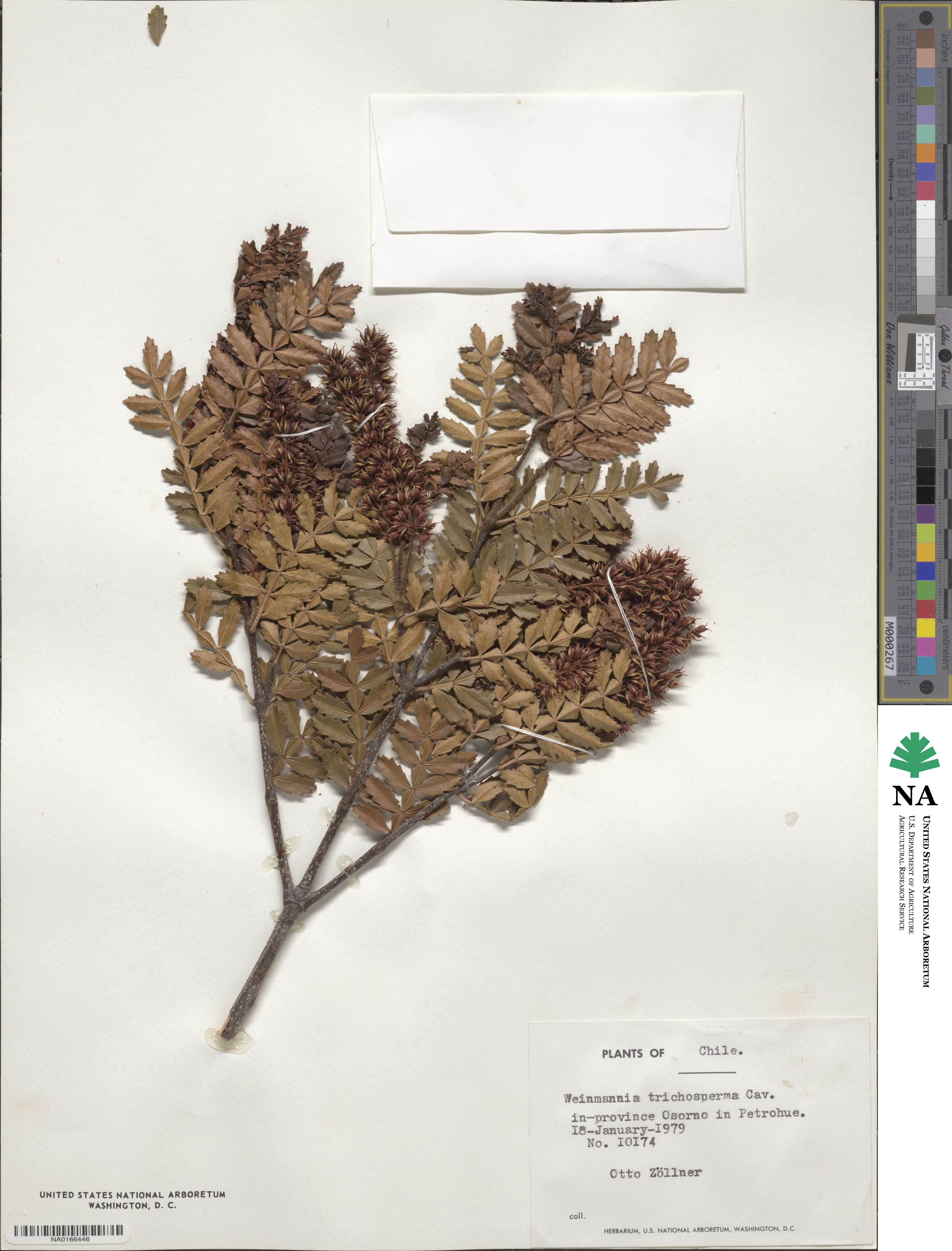 Weinmannia image