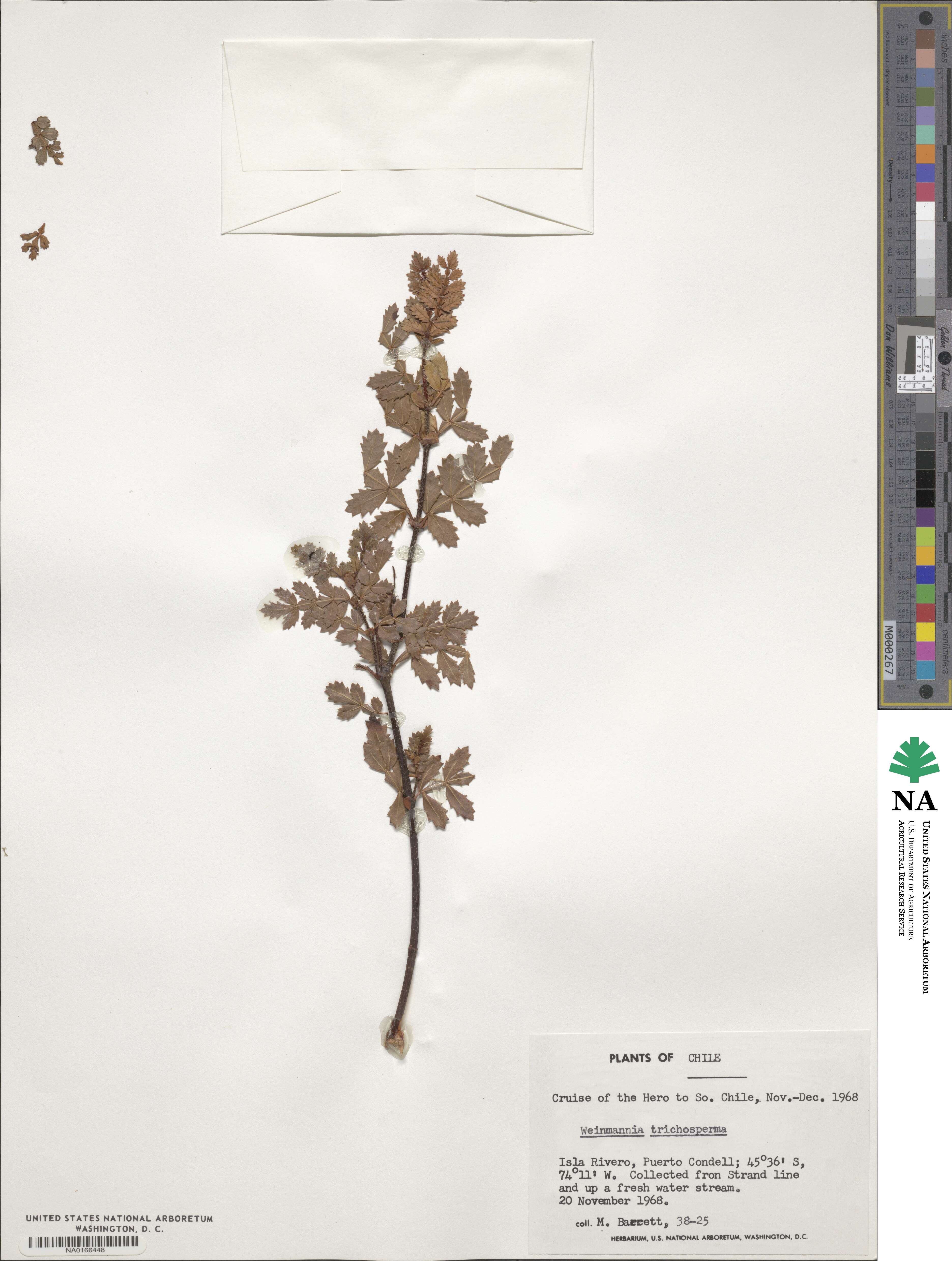 Weinmannia trichosperma image
