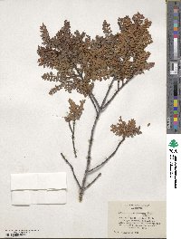 Weinmannia trichosperma image