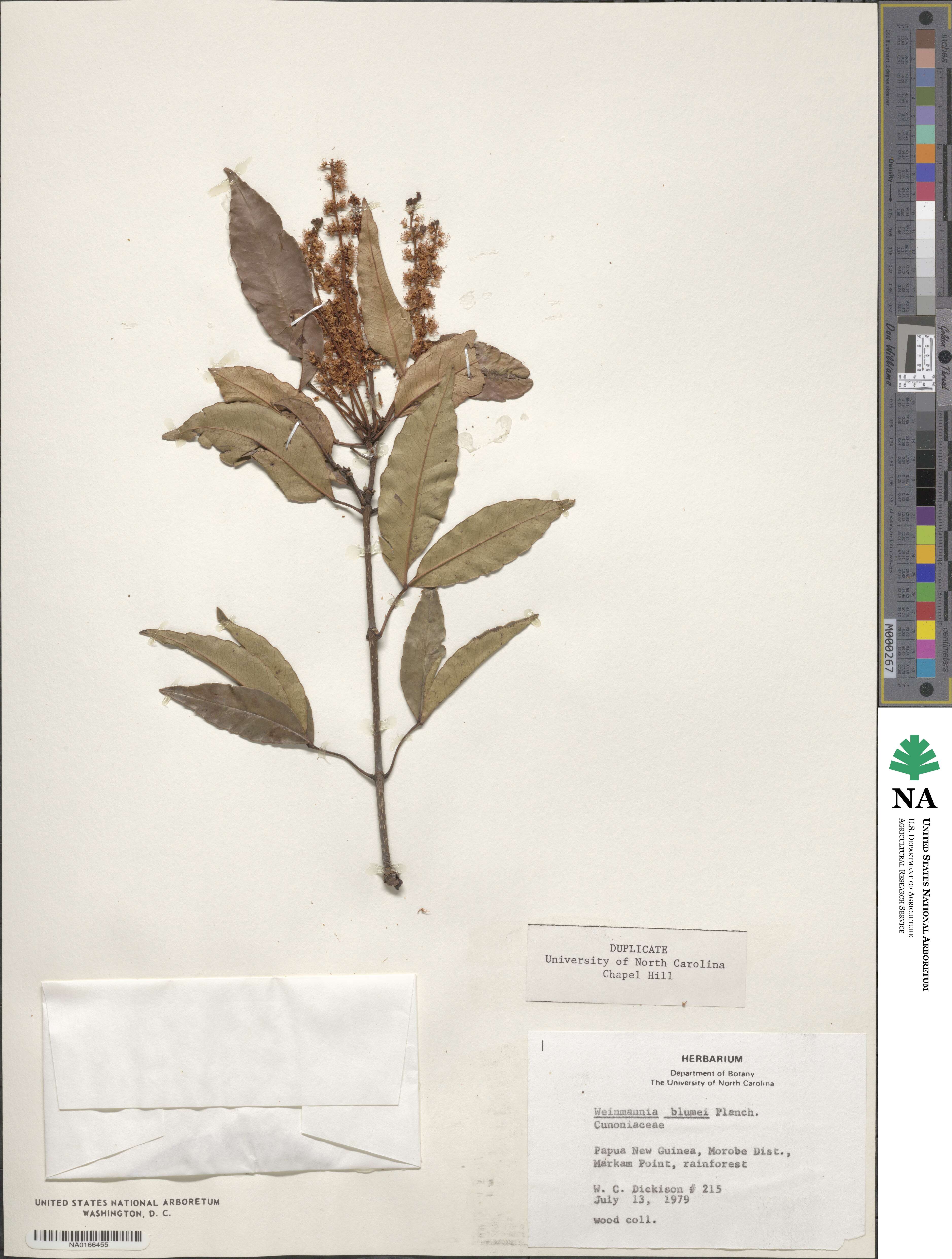 Pterophylla fraxinea image