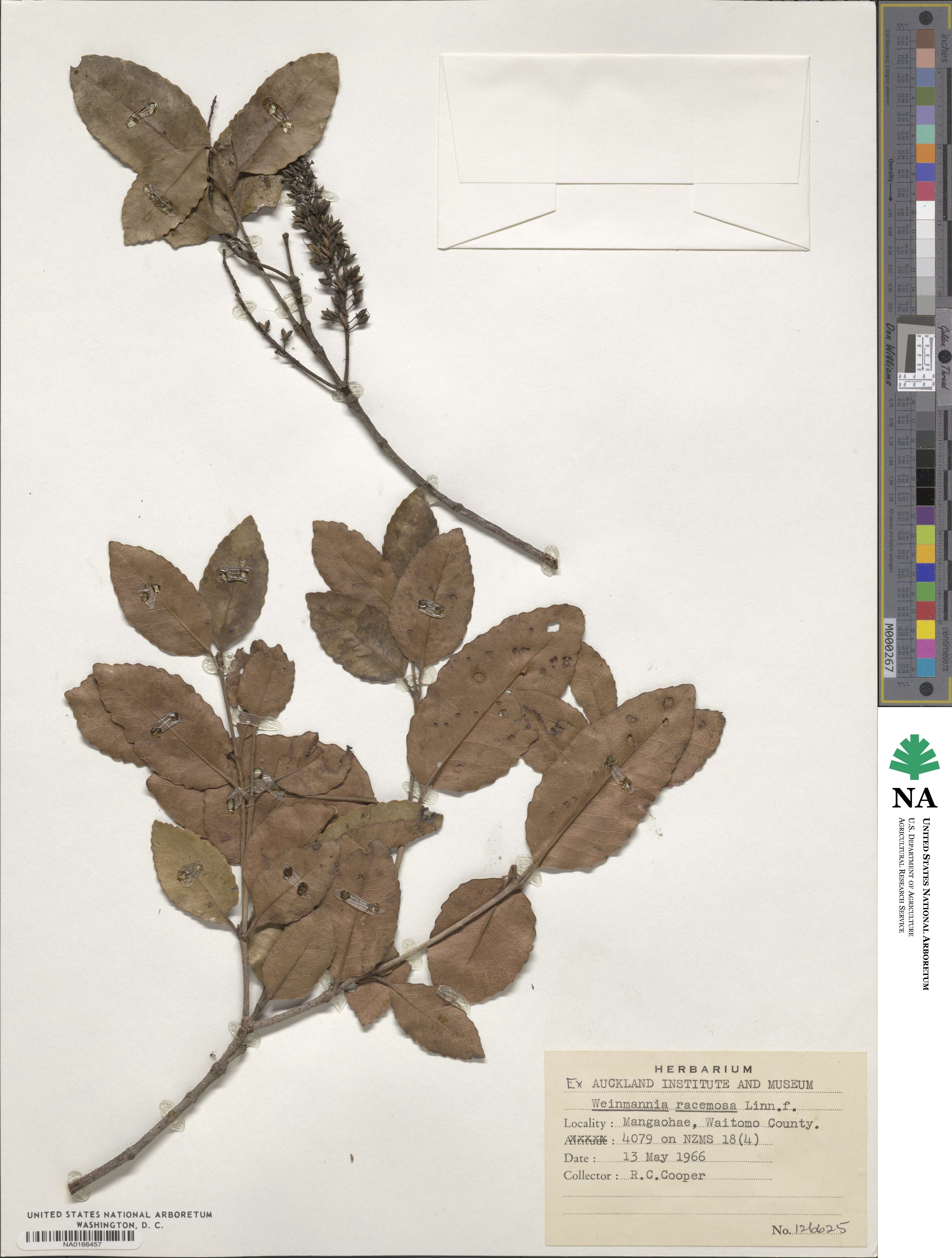 Pterophylla racemosa image