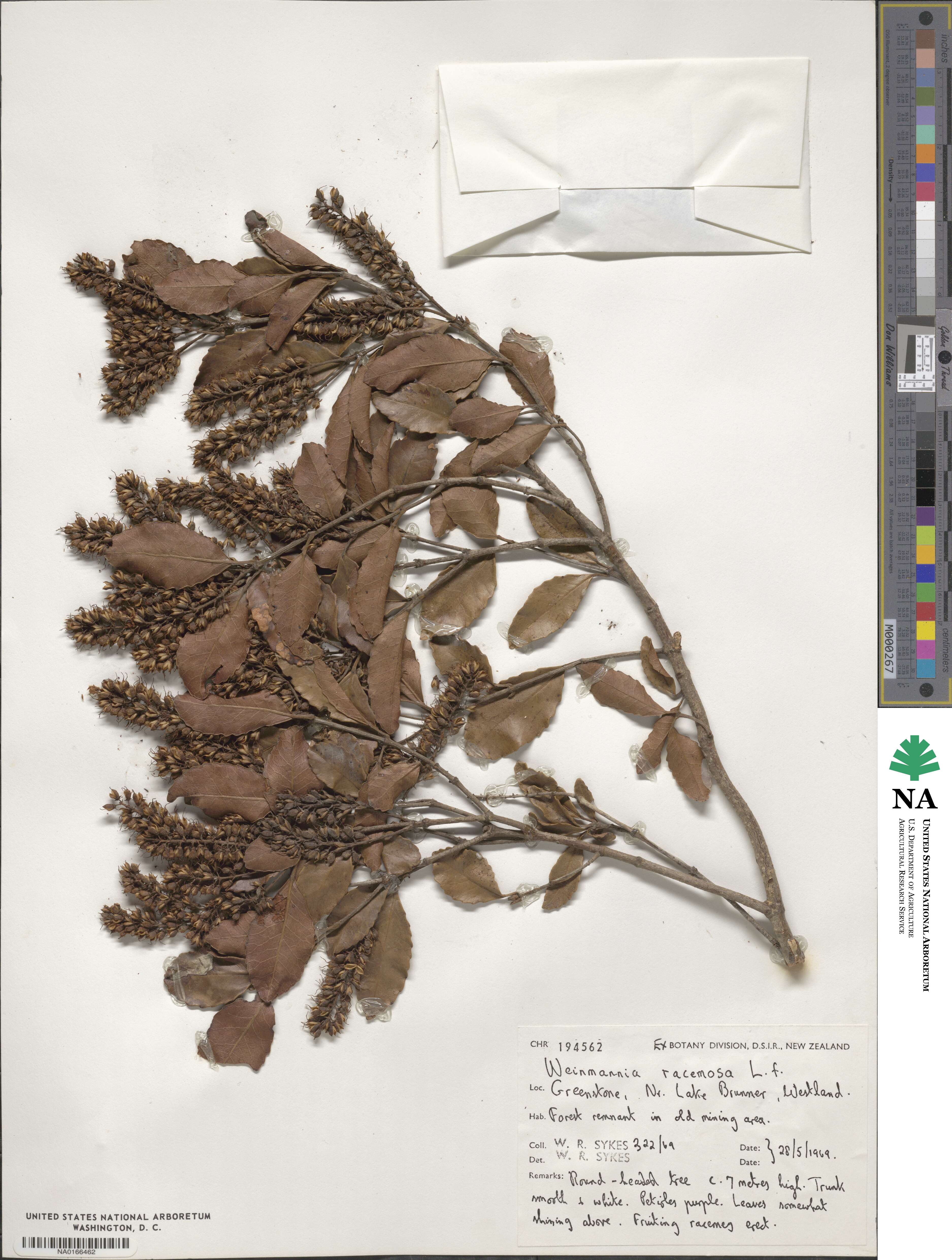 Pterophylla racemosa image
