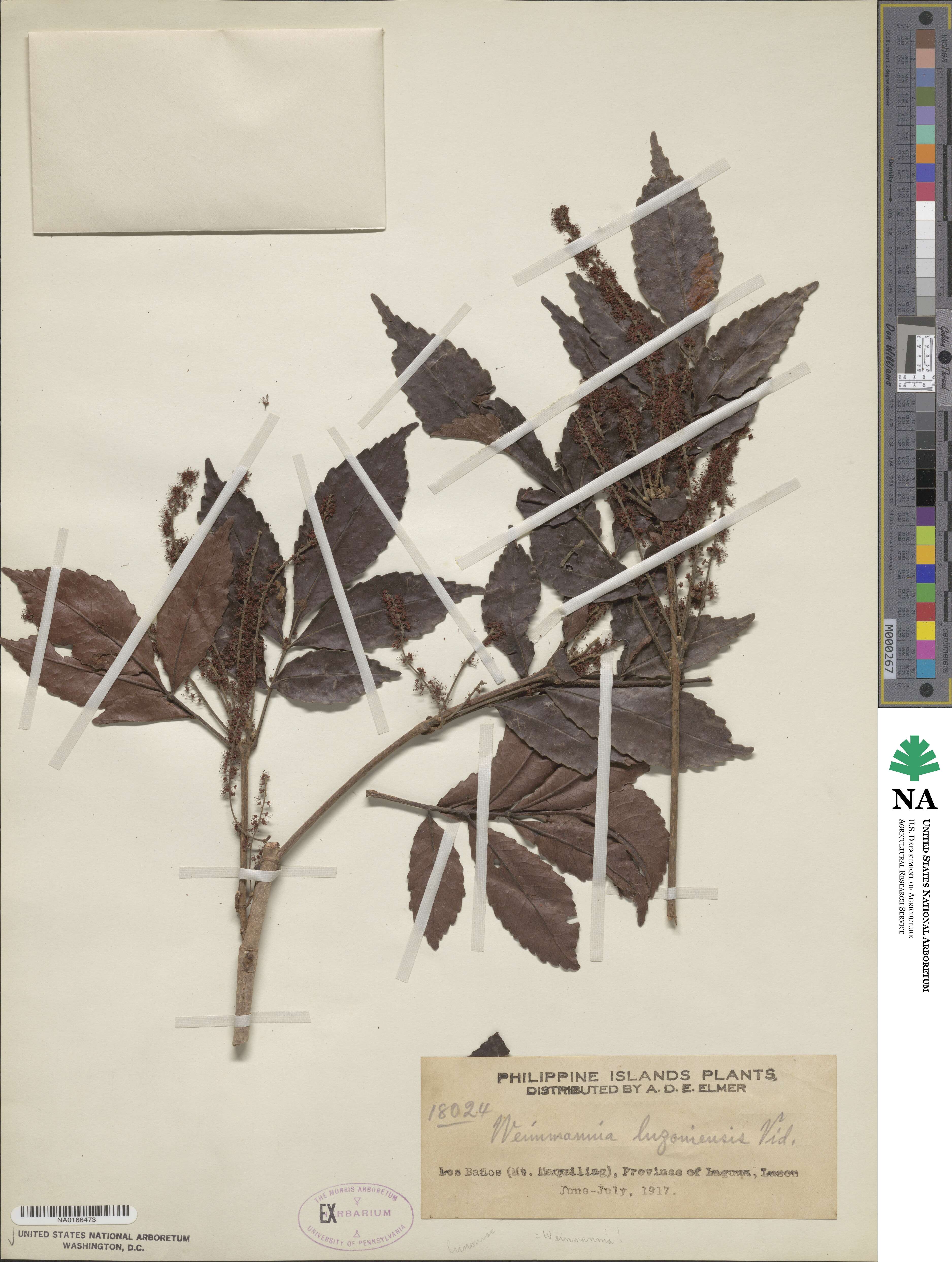 Pterophylla luzoniensis image