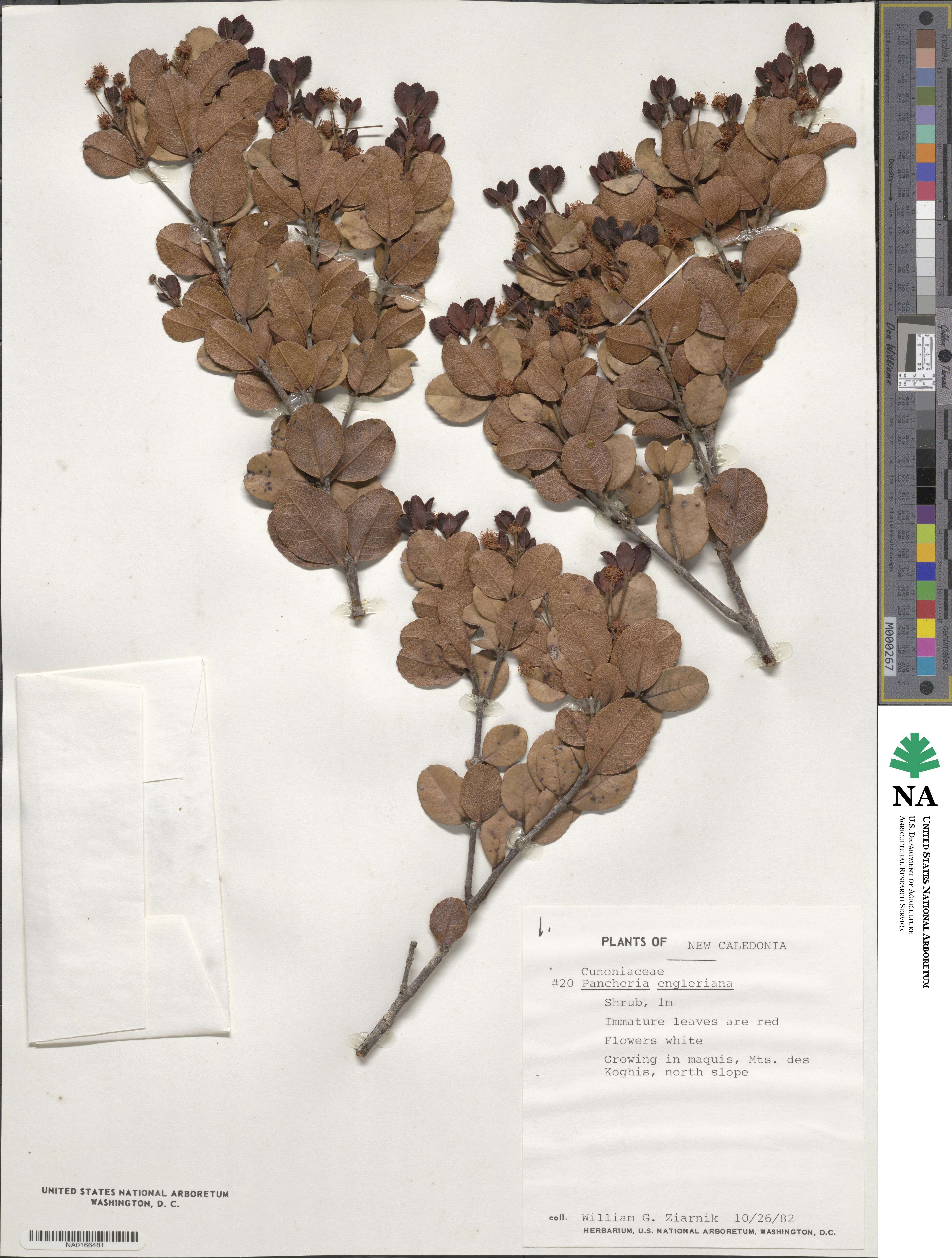 Pancheria engleriana image
