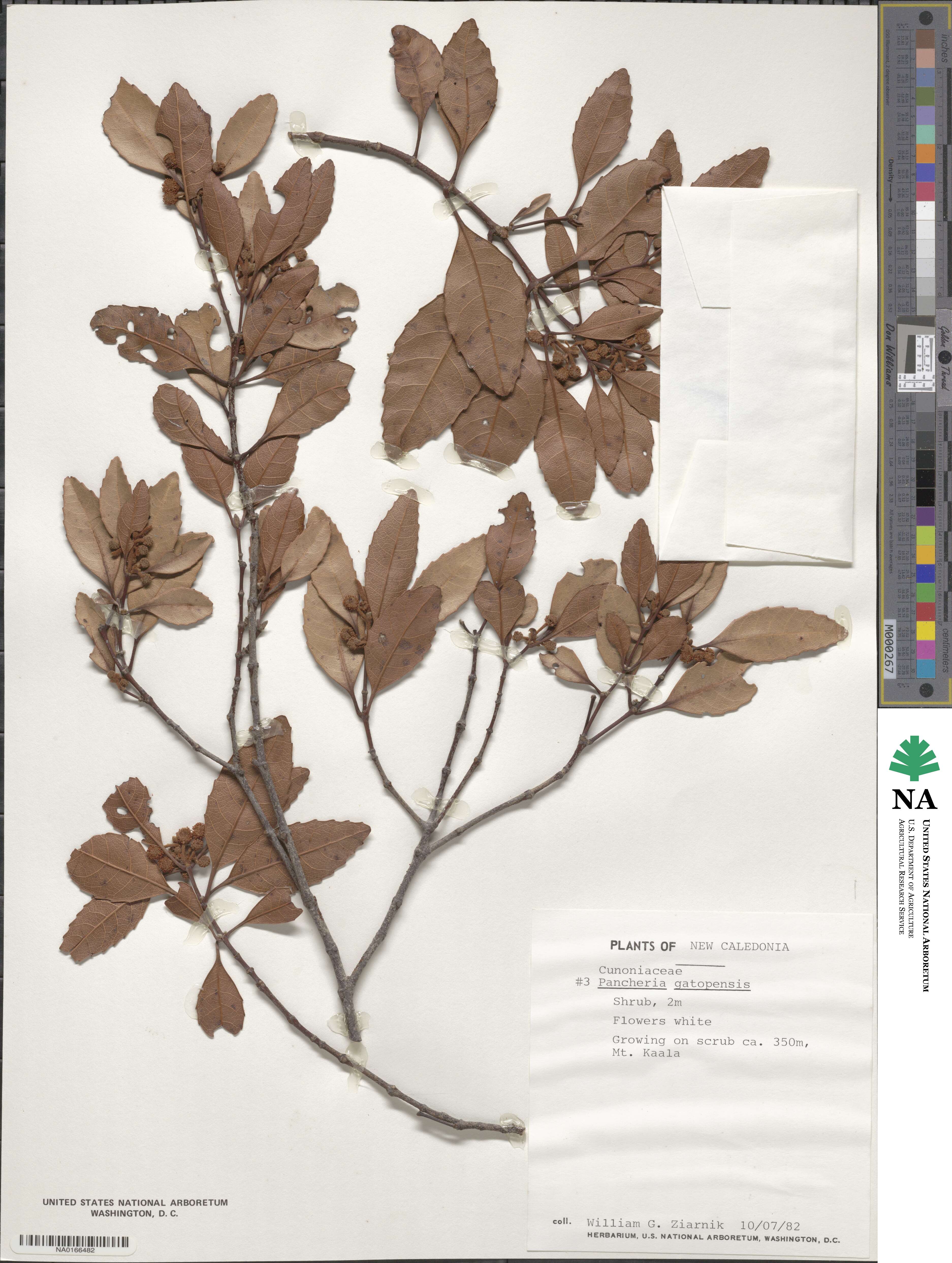 Pancheria gatopensis image