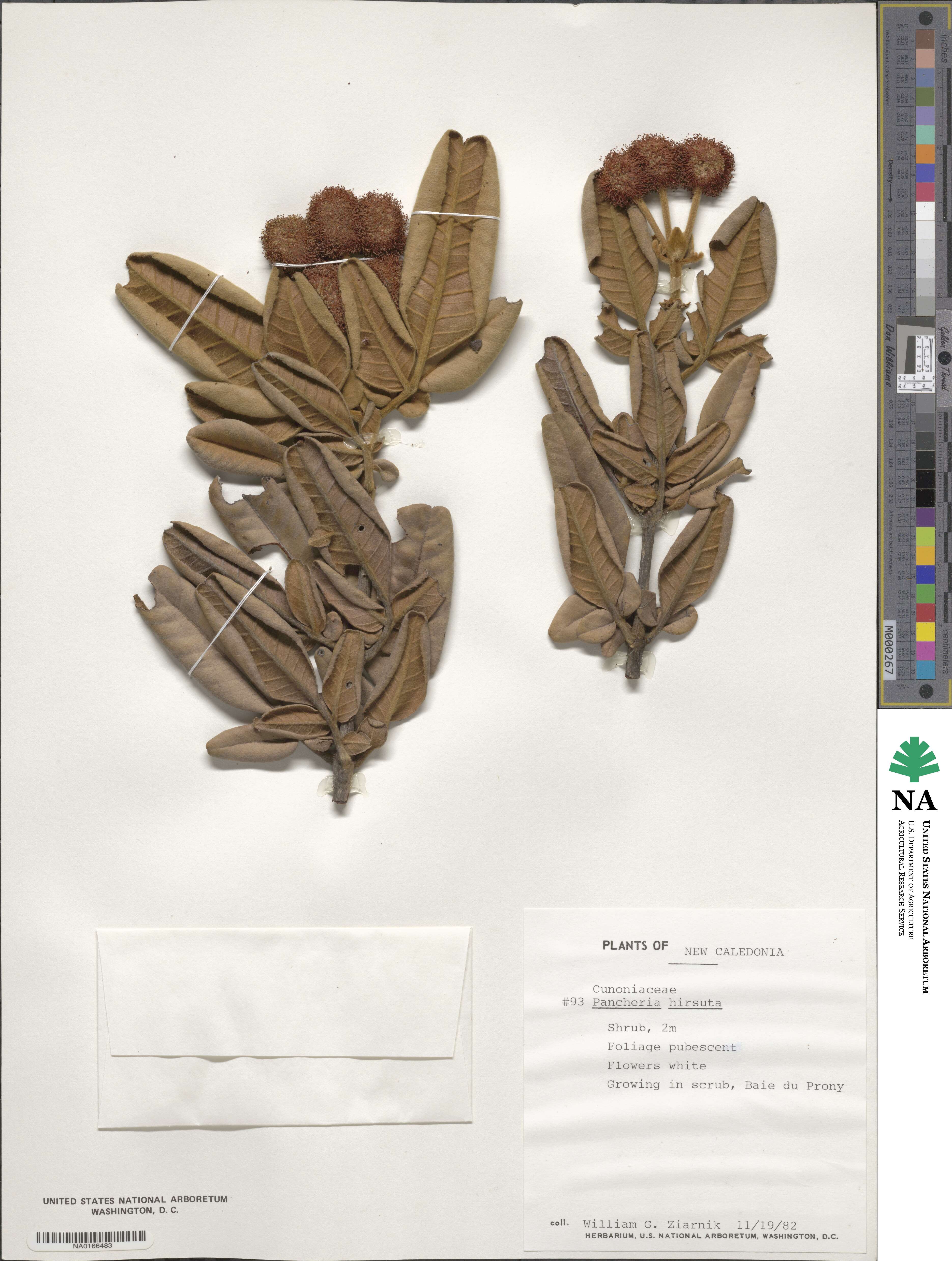 Pancheria hirsuta image