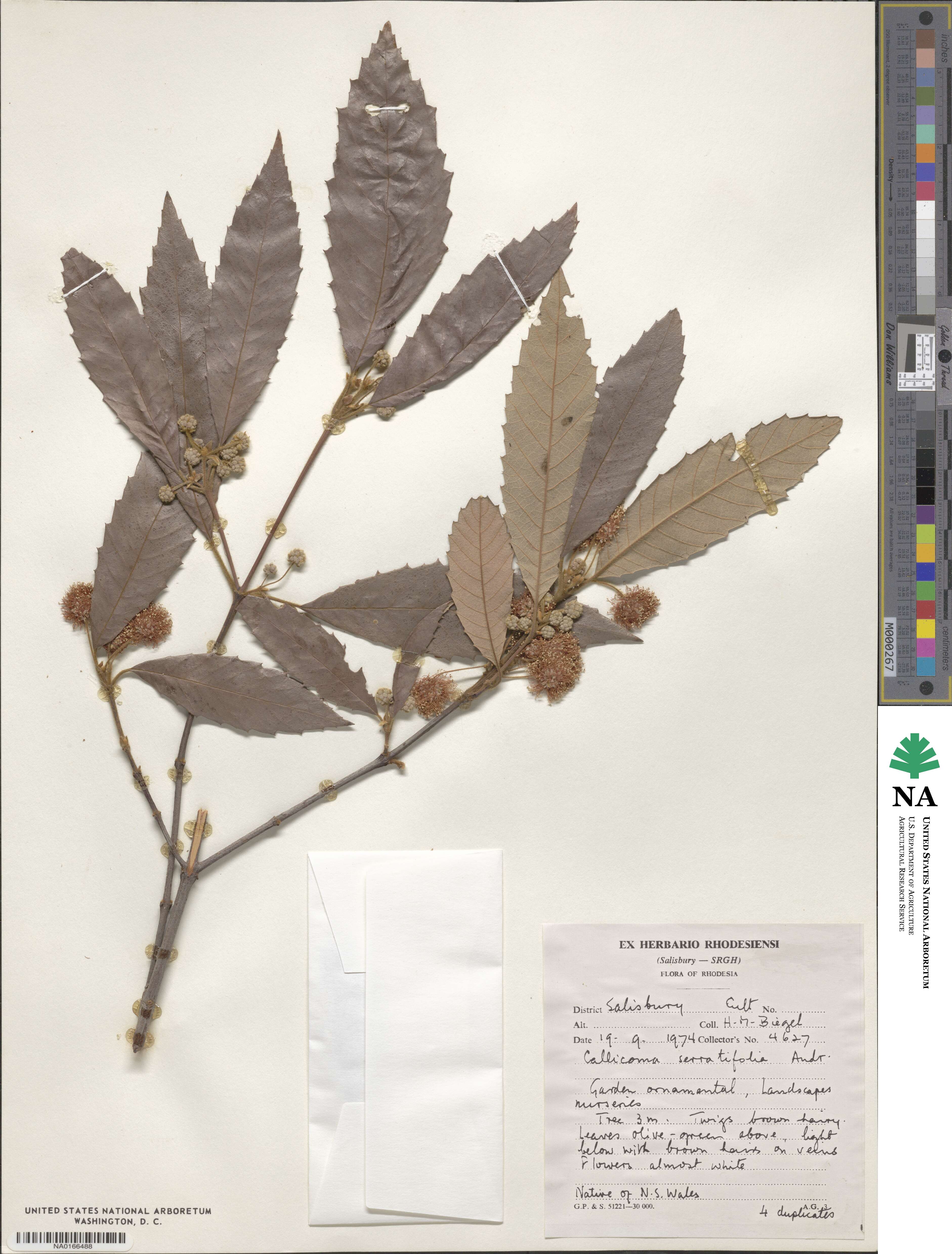 Callicoma serratifolia image