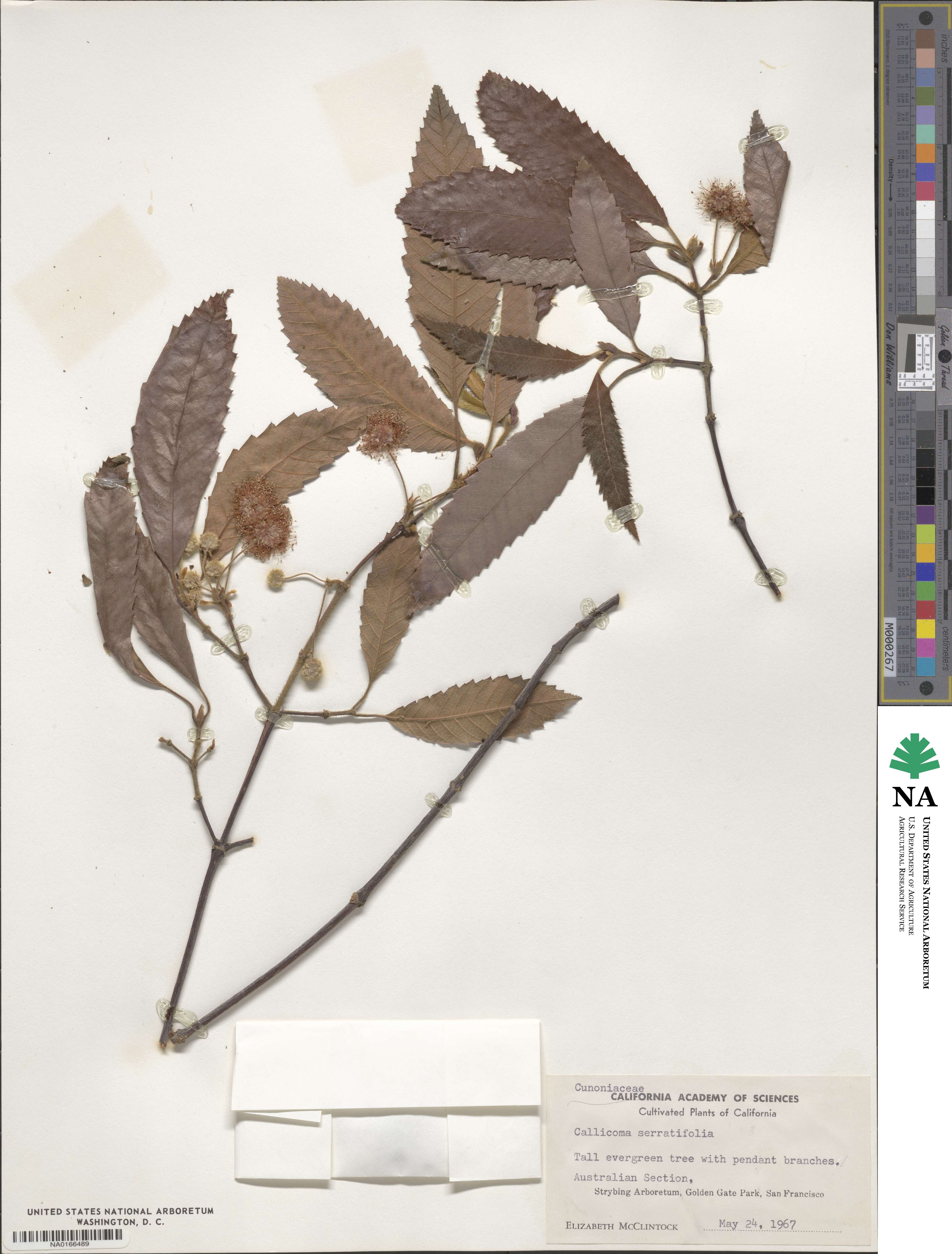 Callicoma image