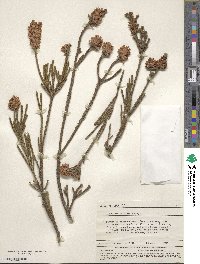 Image of Audouinia capitata