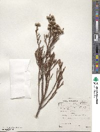 Brunia nodiflora image