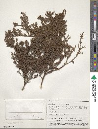 Brunia bullata image