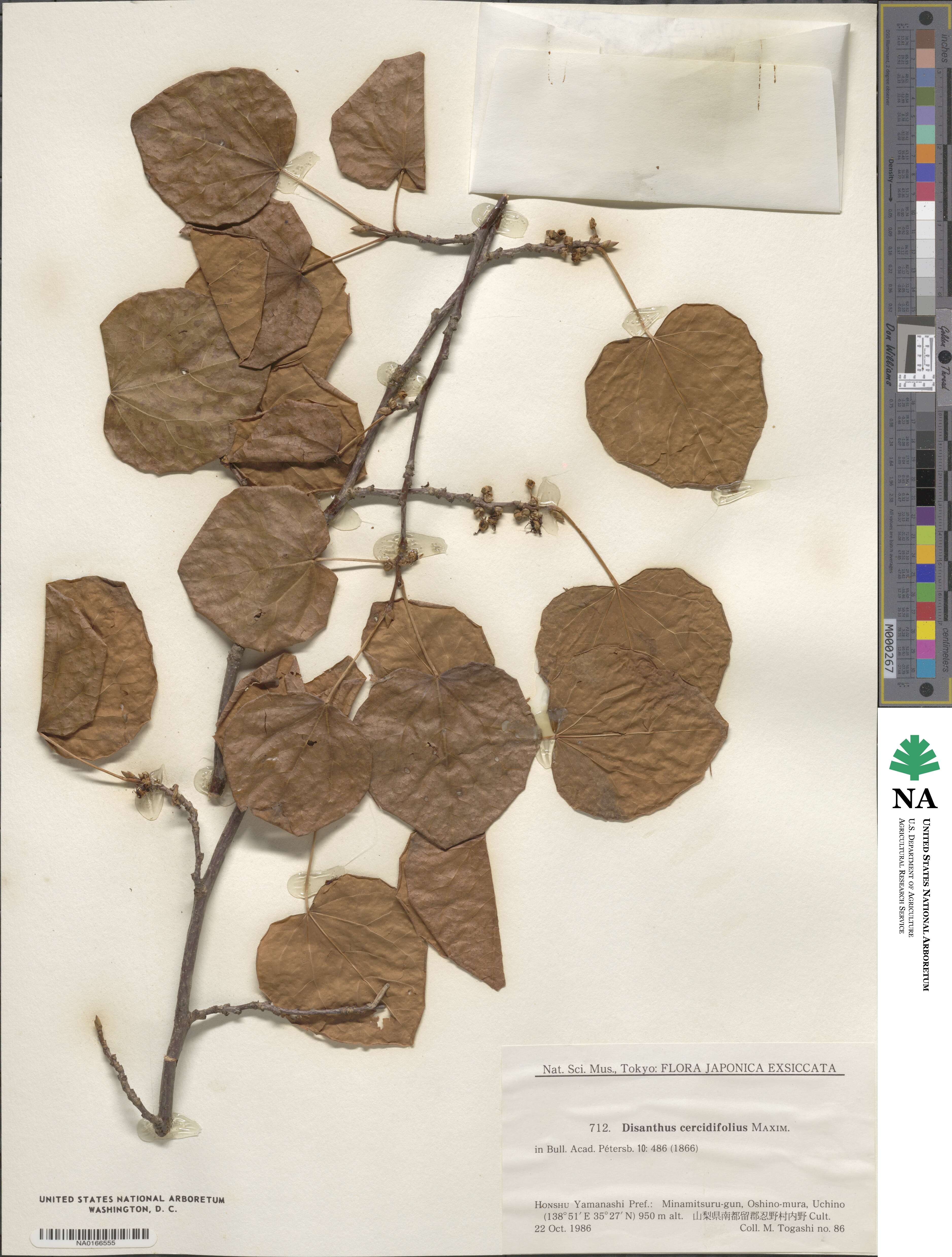 Disanthus cercidifolius image