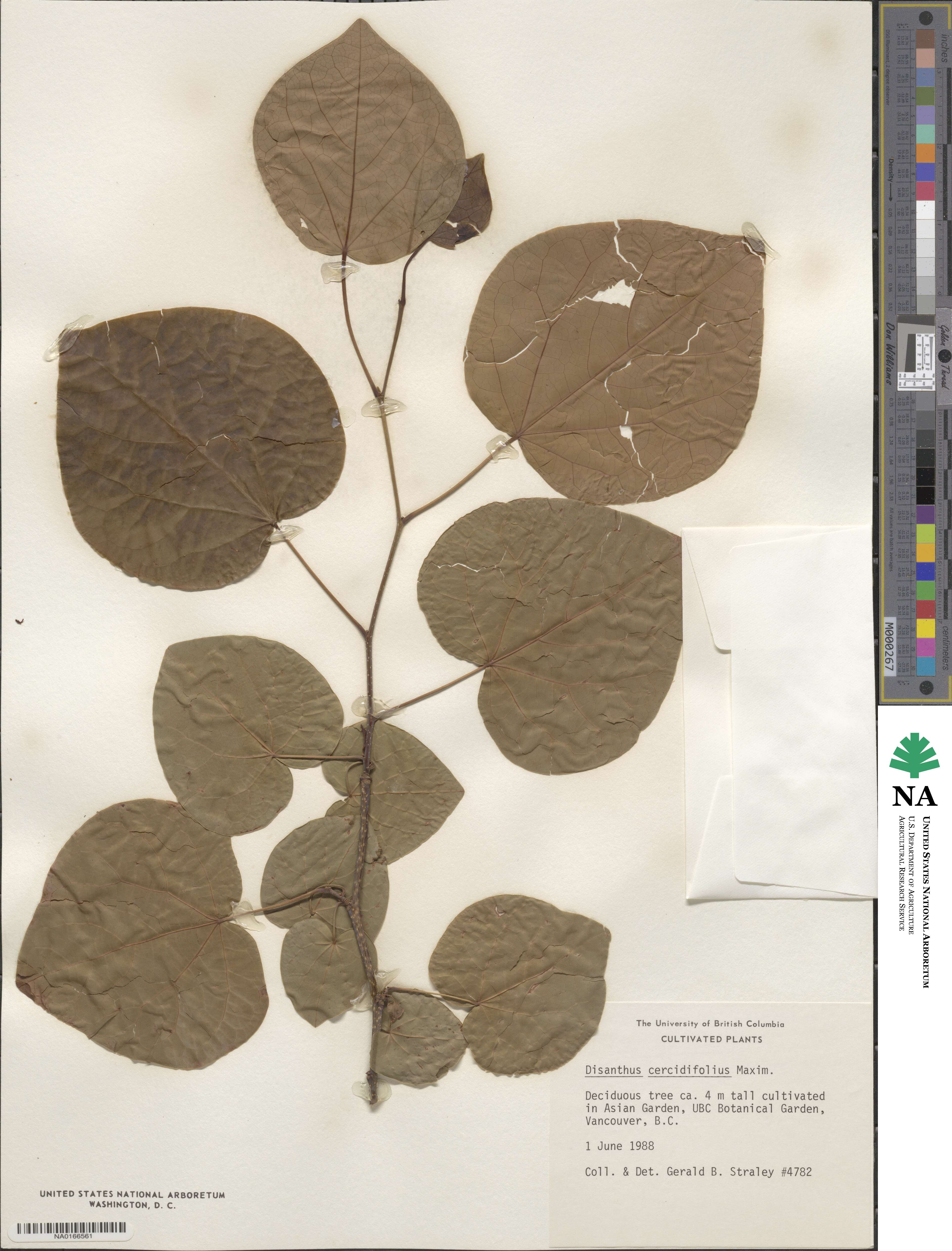 Disanthus cercidifolius image